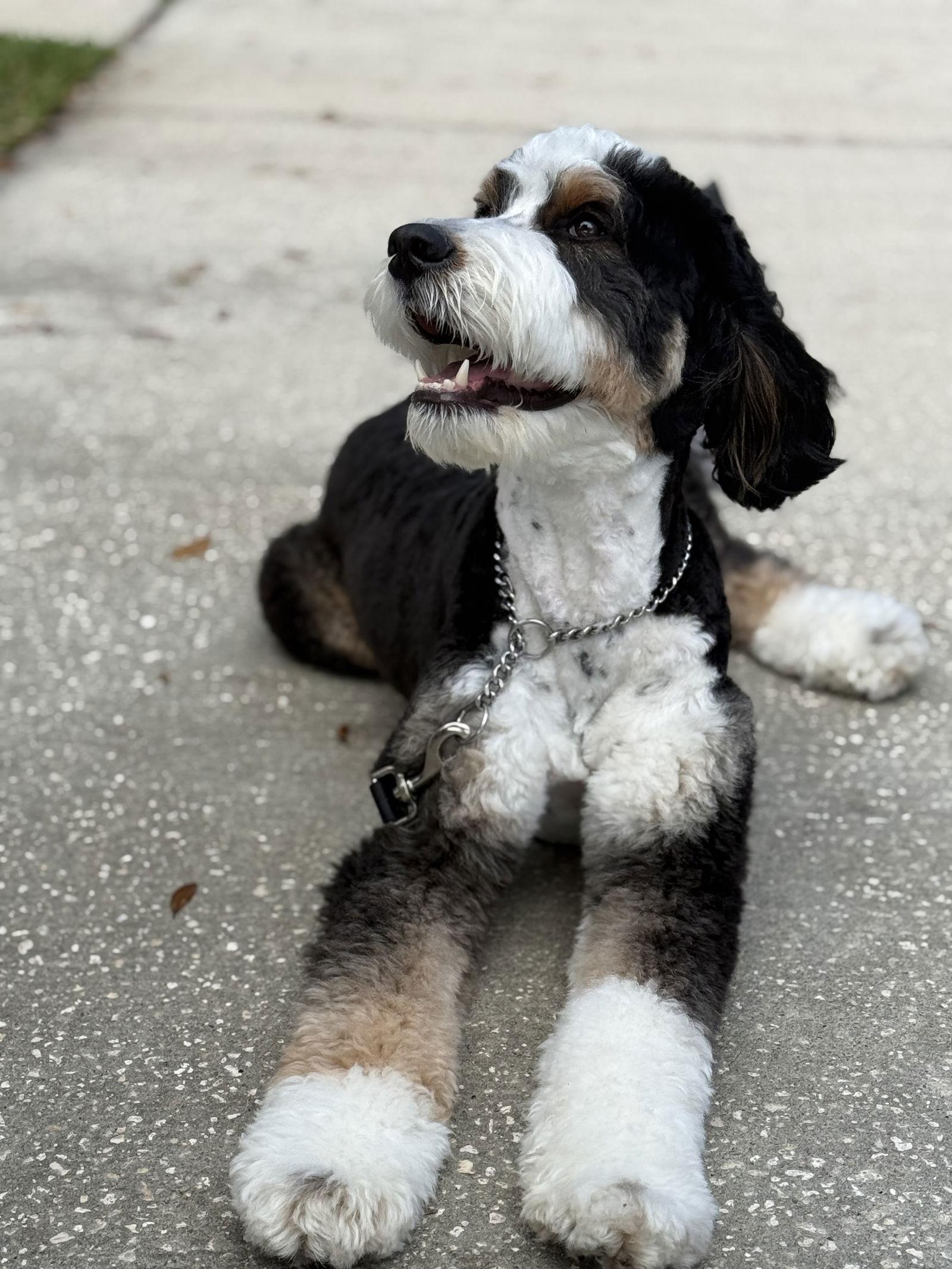 Maggie, Adoptable, Young Female Bernese Mountain Dog & Poodle.