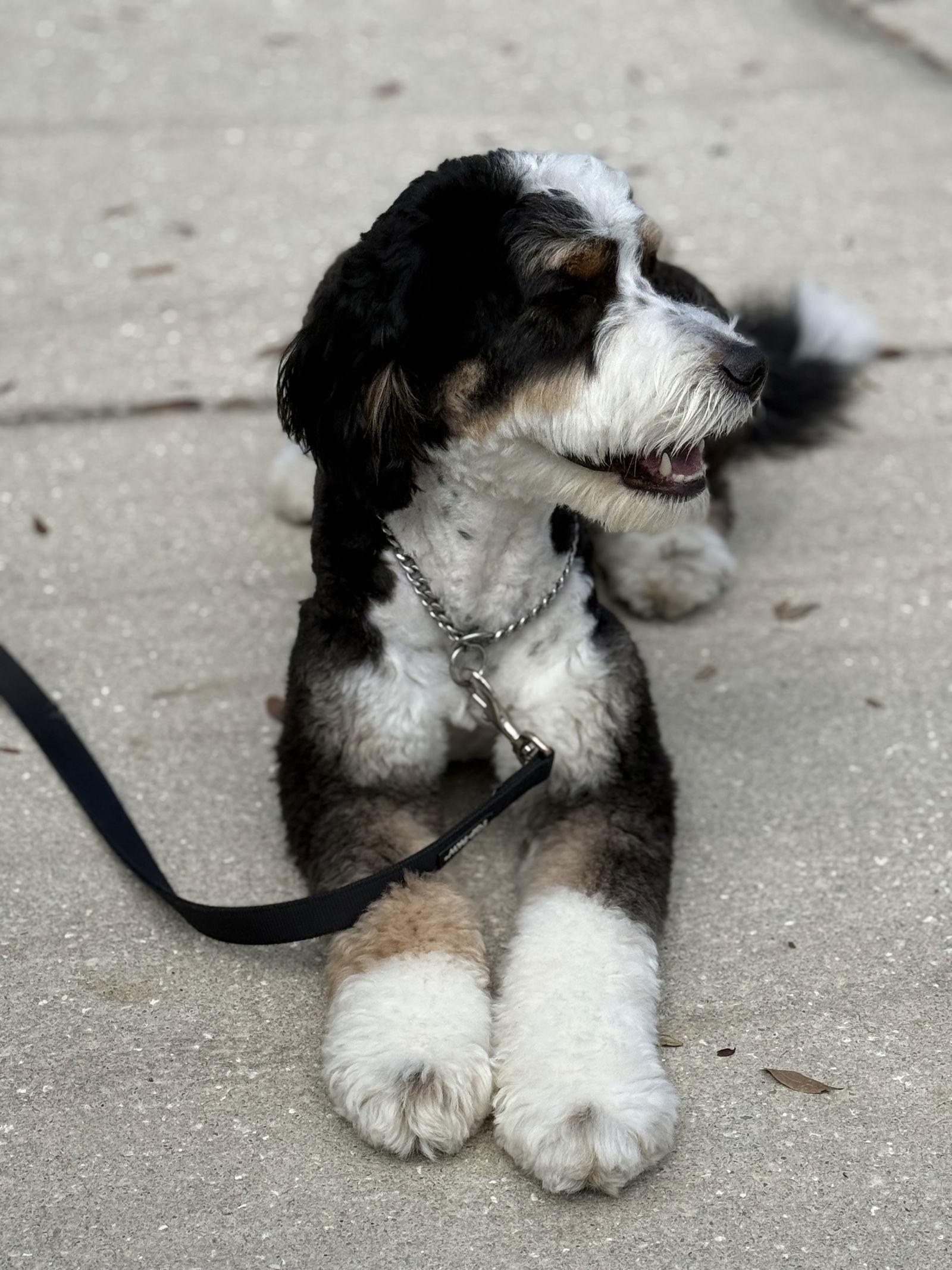 Enlarge Maggie, a Adoptable mixed breed in Valrico, FL image 2/3