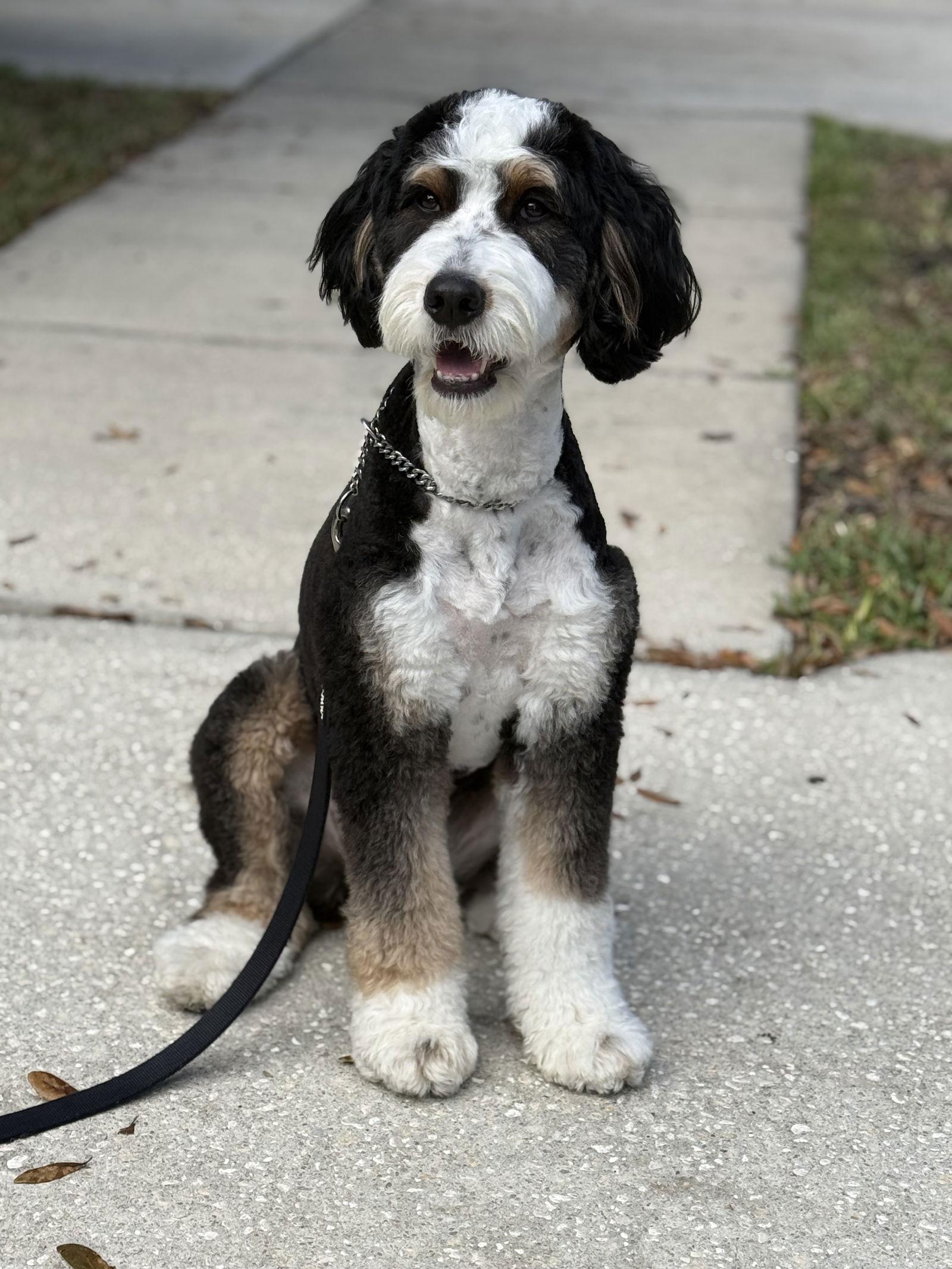 Enlarge Maggie, a Adoptable mixed breed in Valrico, FL image 3/3