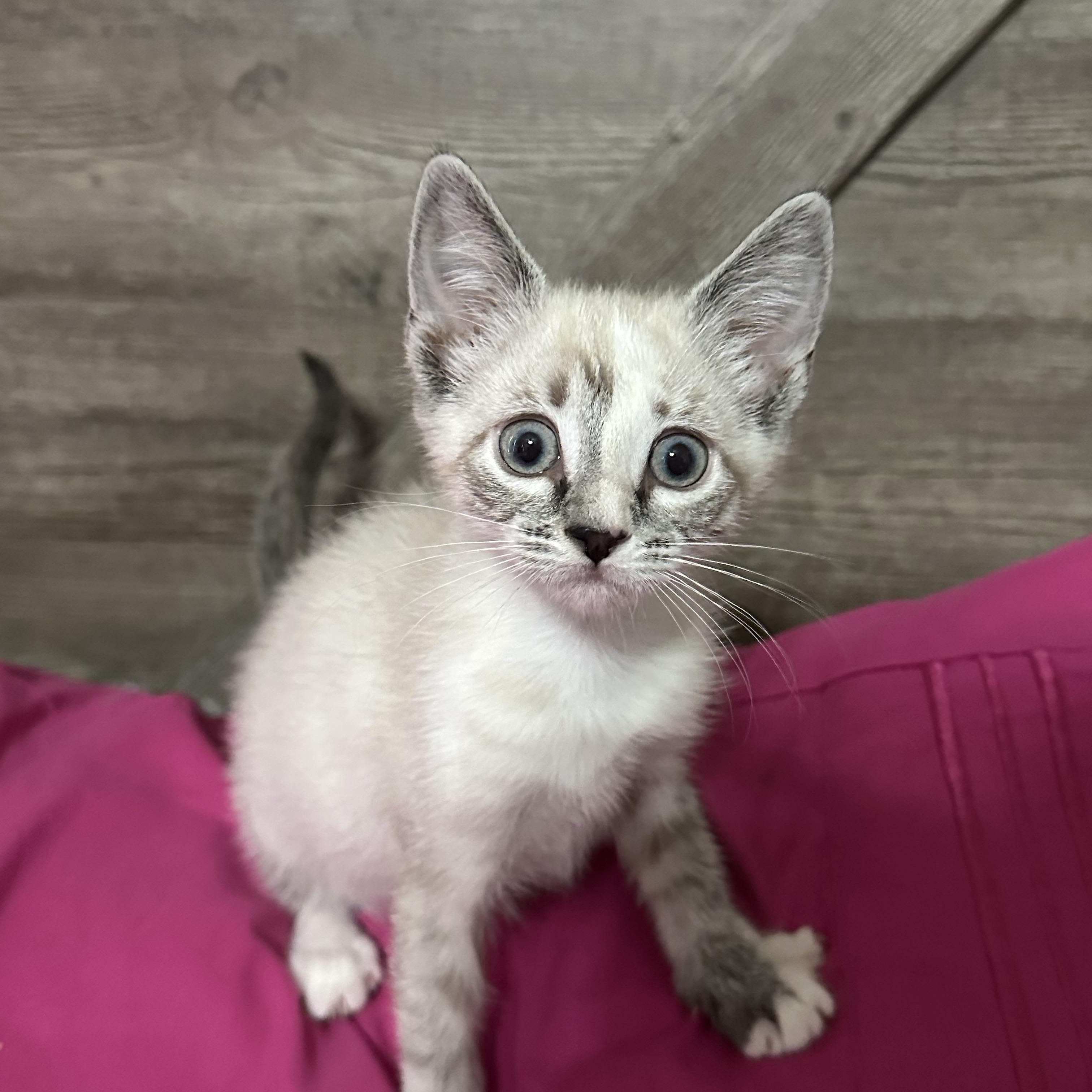 Enlarge Claria, a ADOPTABLE mixed breed in queen creek, AZ image 1/1