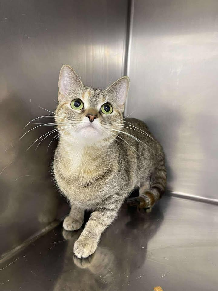 Savannah, ADOPTABLE, Adult Female Domestic Short Hair.