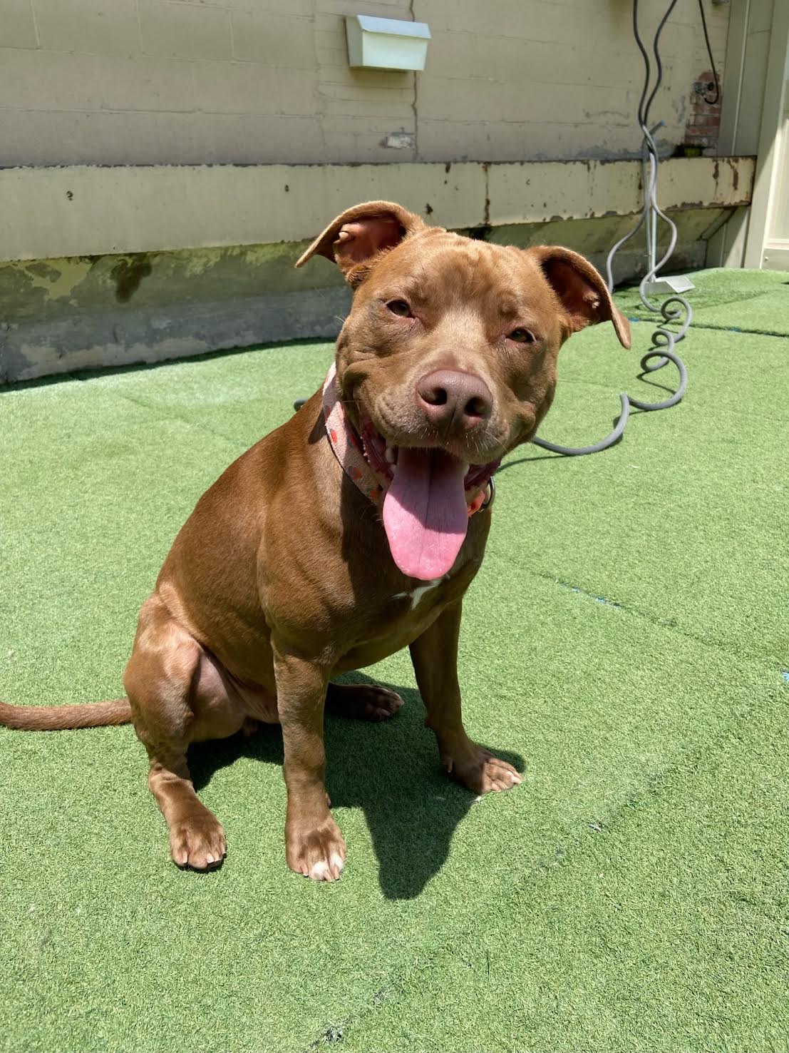 Enlarge Noah, a Adopted Pit Bull Terrier in Pittsburgh, PA image 2/5