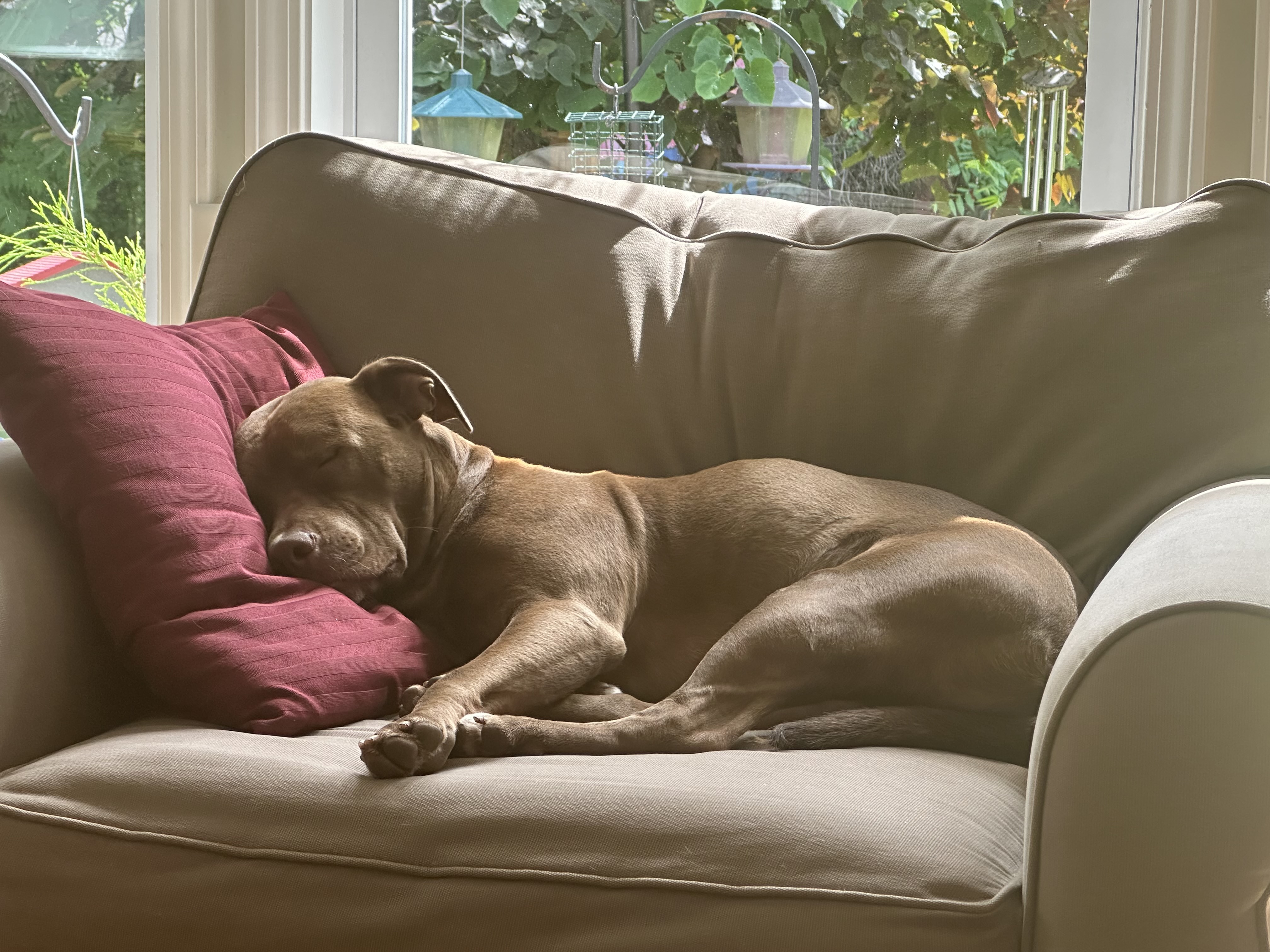 Enlarge Noah, a Adopted Pit Bull Terrier in Pittsburgh, PA image 3/5