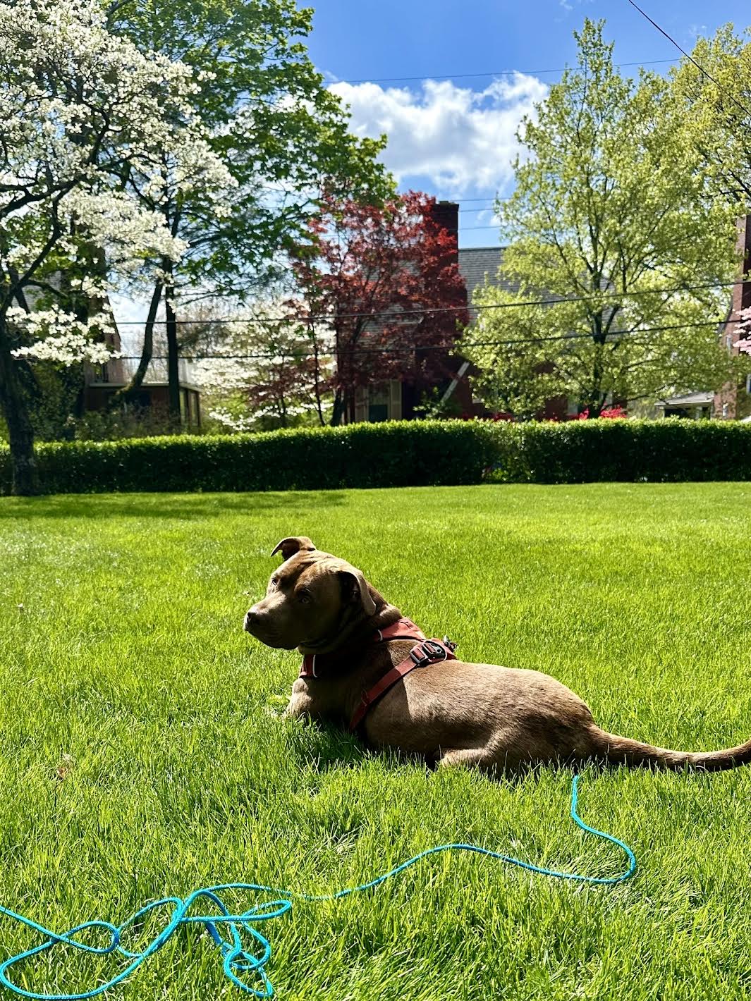 Enlarge Noah, a Adopted Pit Bull Terrier in Pittsburgh, PA image 4/5