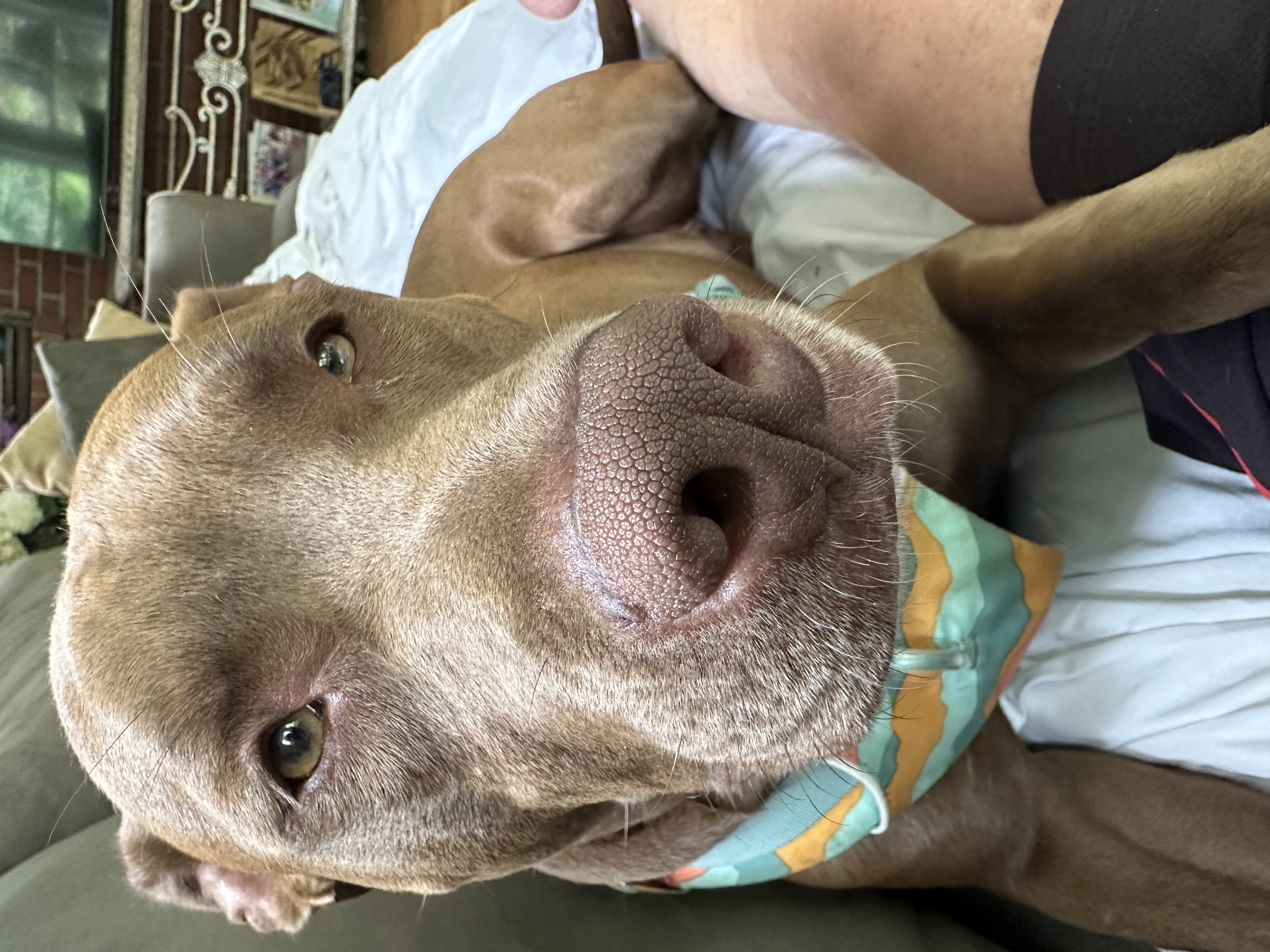 Enlarge Noah, a Adopted Pit Bull Terrier in Pittsburgh, PA image 5/5