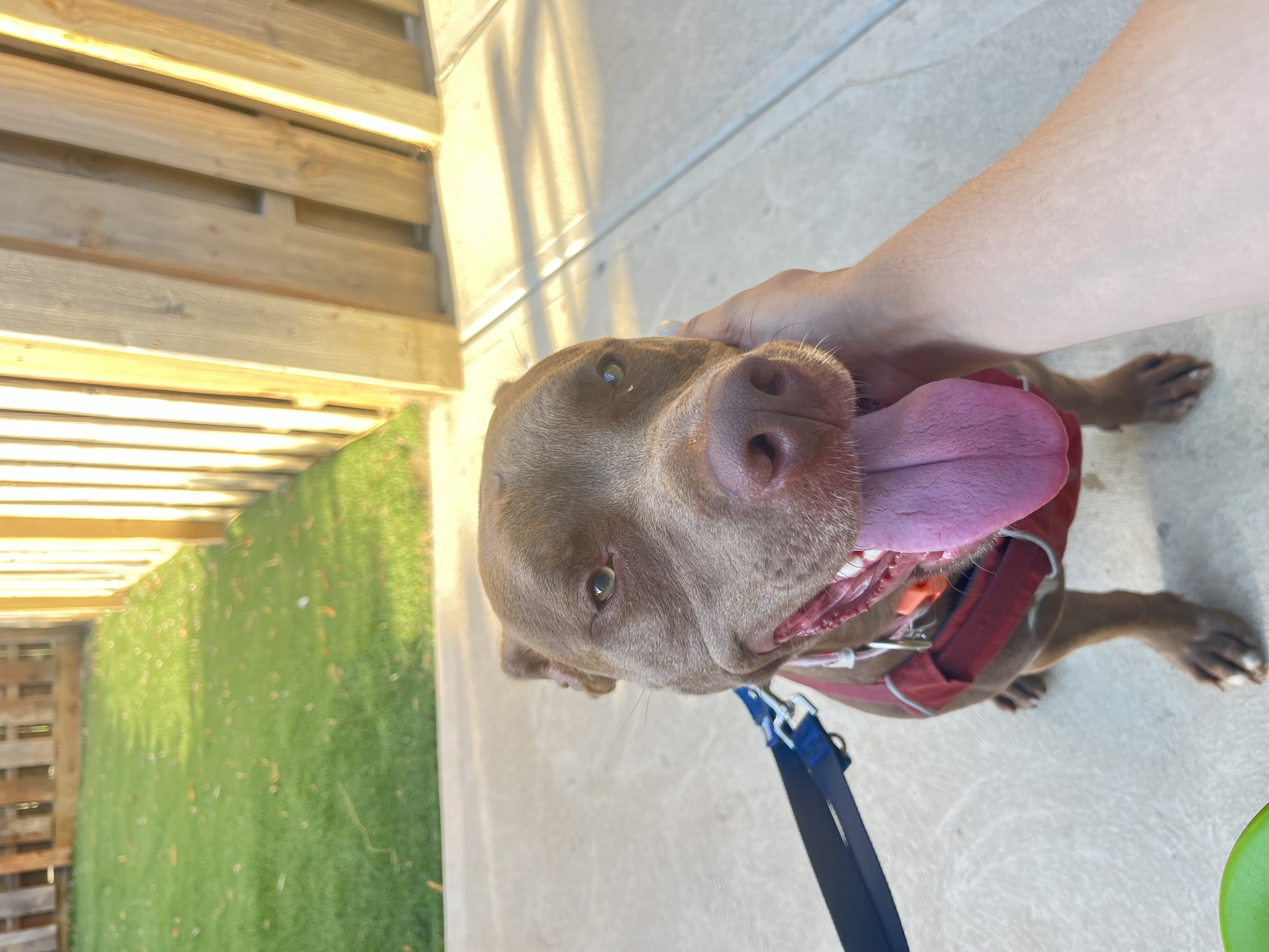 Noah, Adopted, Young Male Pit Bull Terrier.