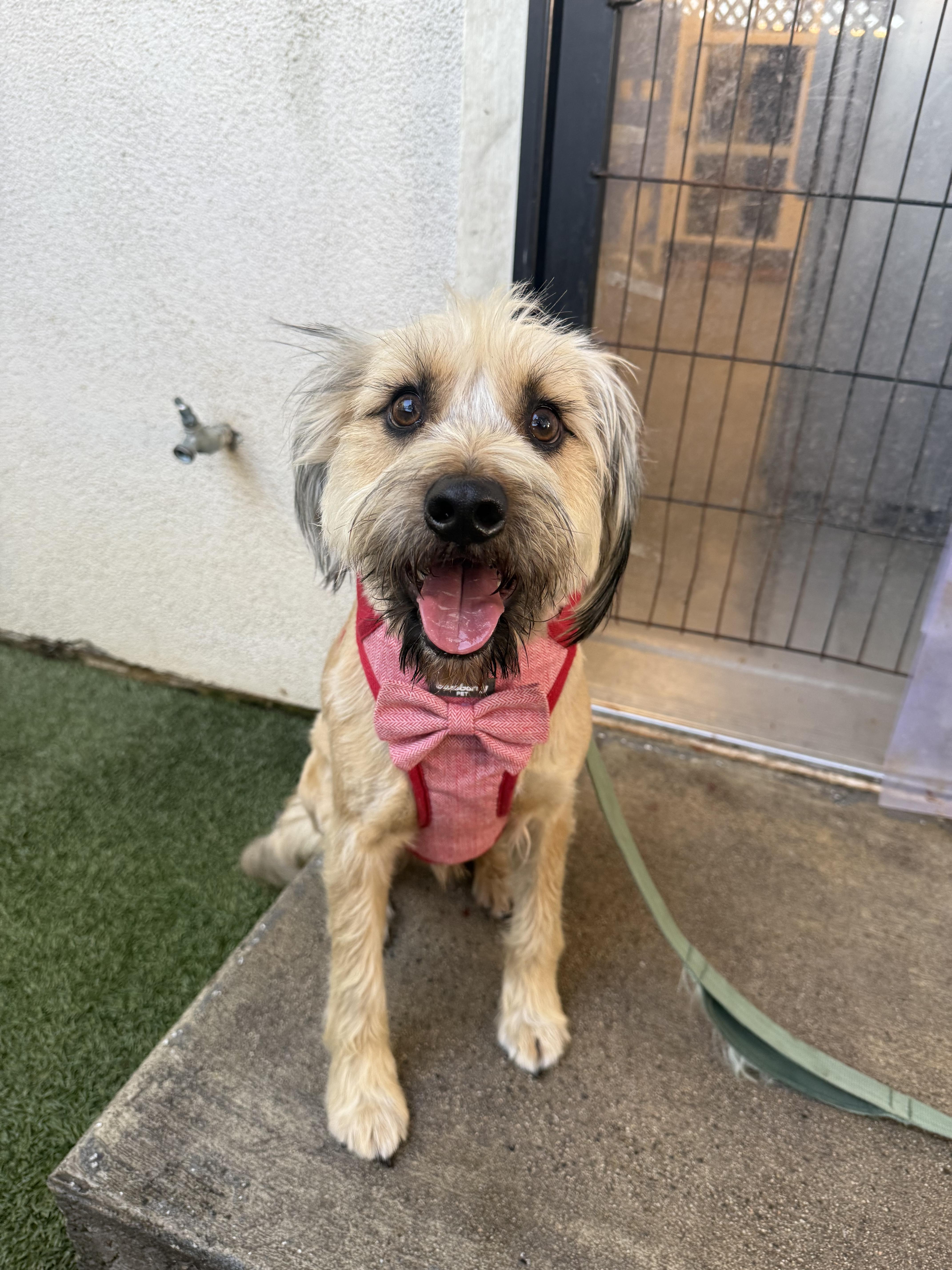 Mocha and Boba, Adoptable, Young Male Tibetan Terrier & Shih Tzu.