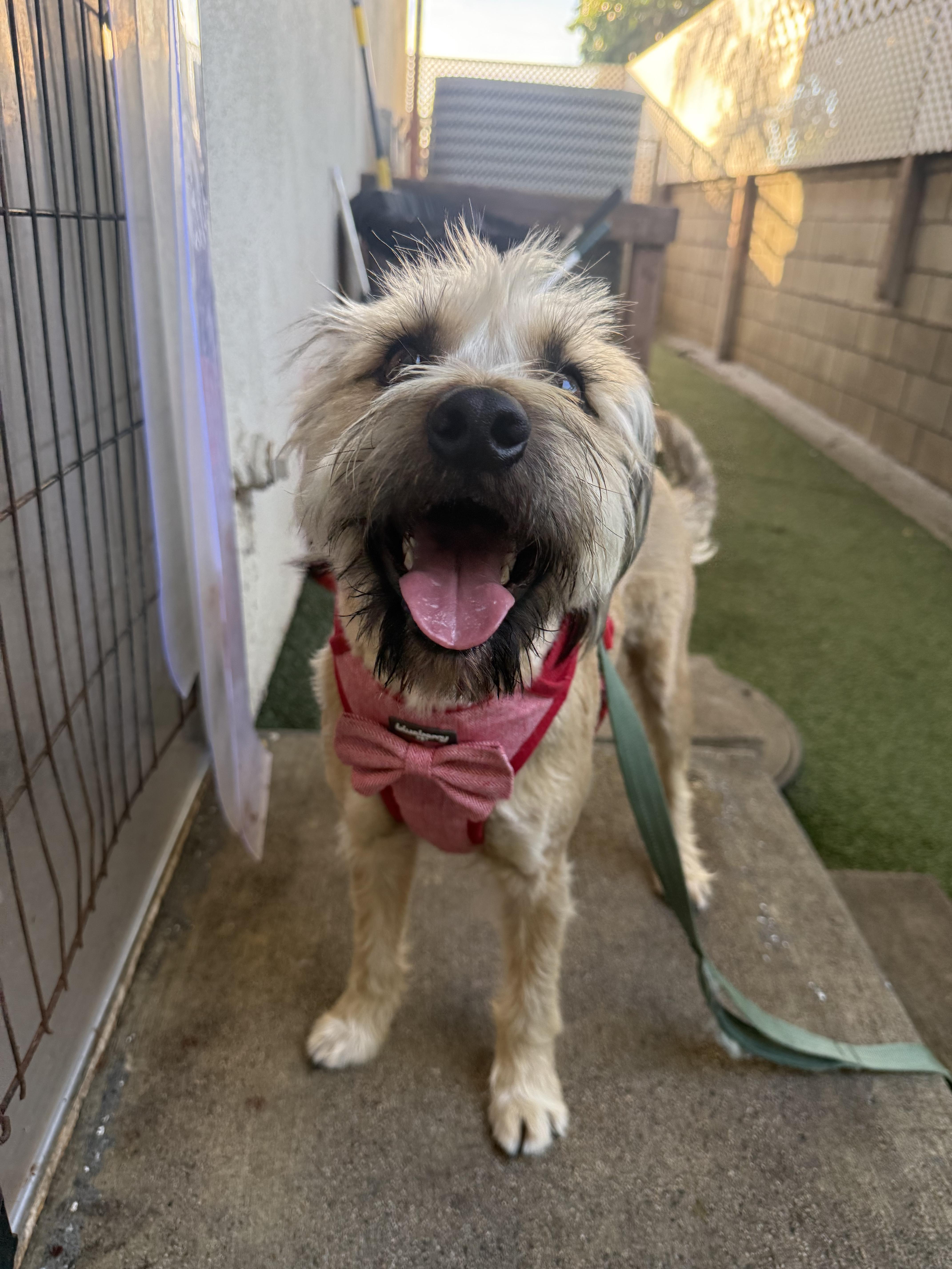 Mocha and Boba, a Adoptable mixed breed in Huntington Beach, CA image 2/5