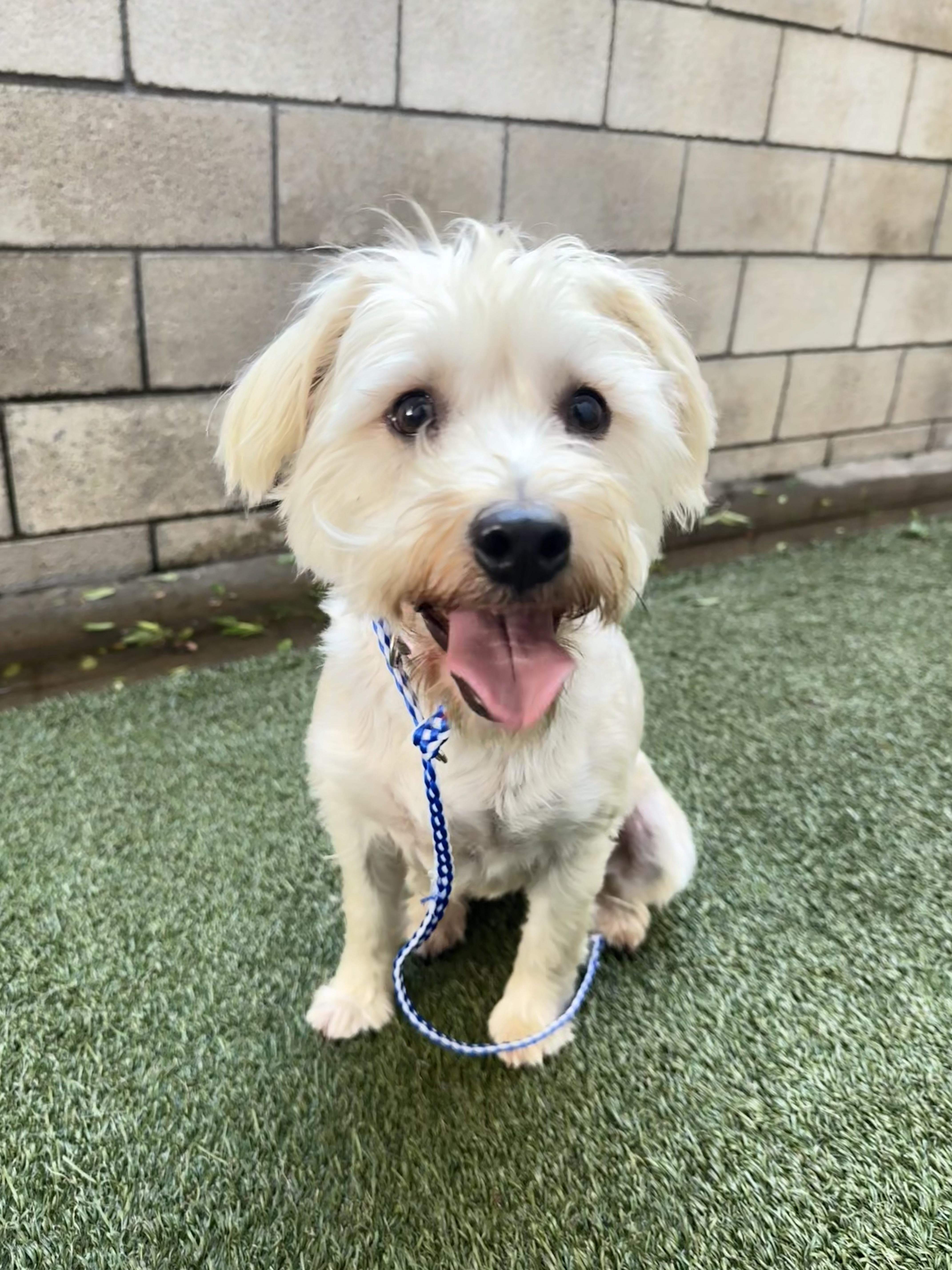 Mocha and Boba, a Adoptable mixed breed in Huntington Beach, CA image 3/5