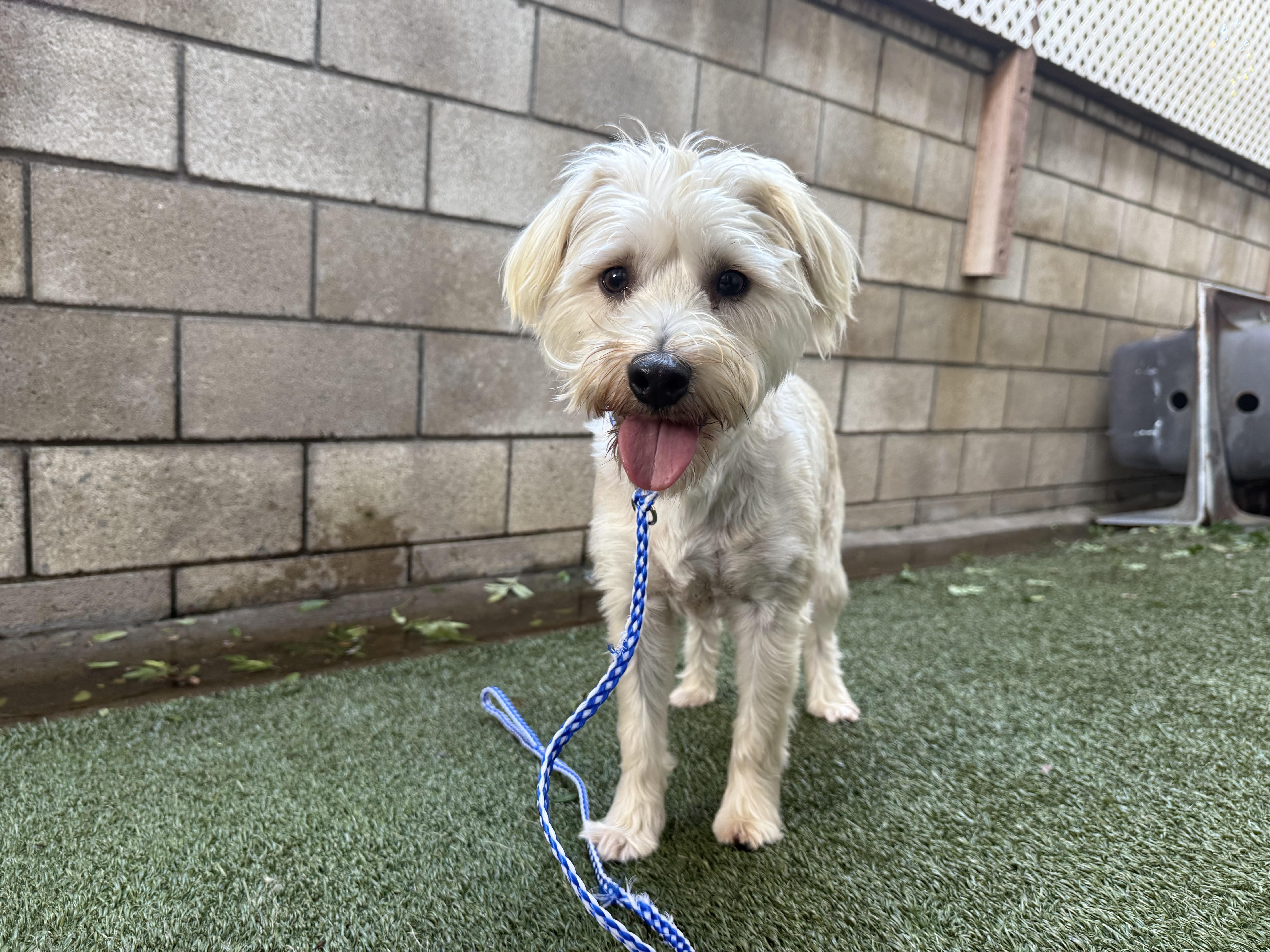 Mocha and Boba, a Adoptable mixed breed in Huntington Beach, CA image 4/5