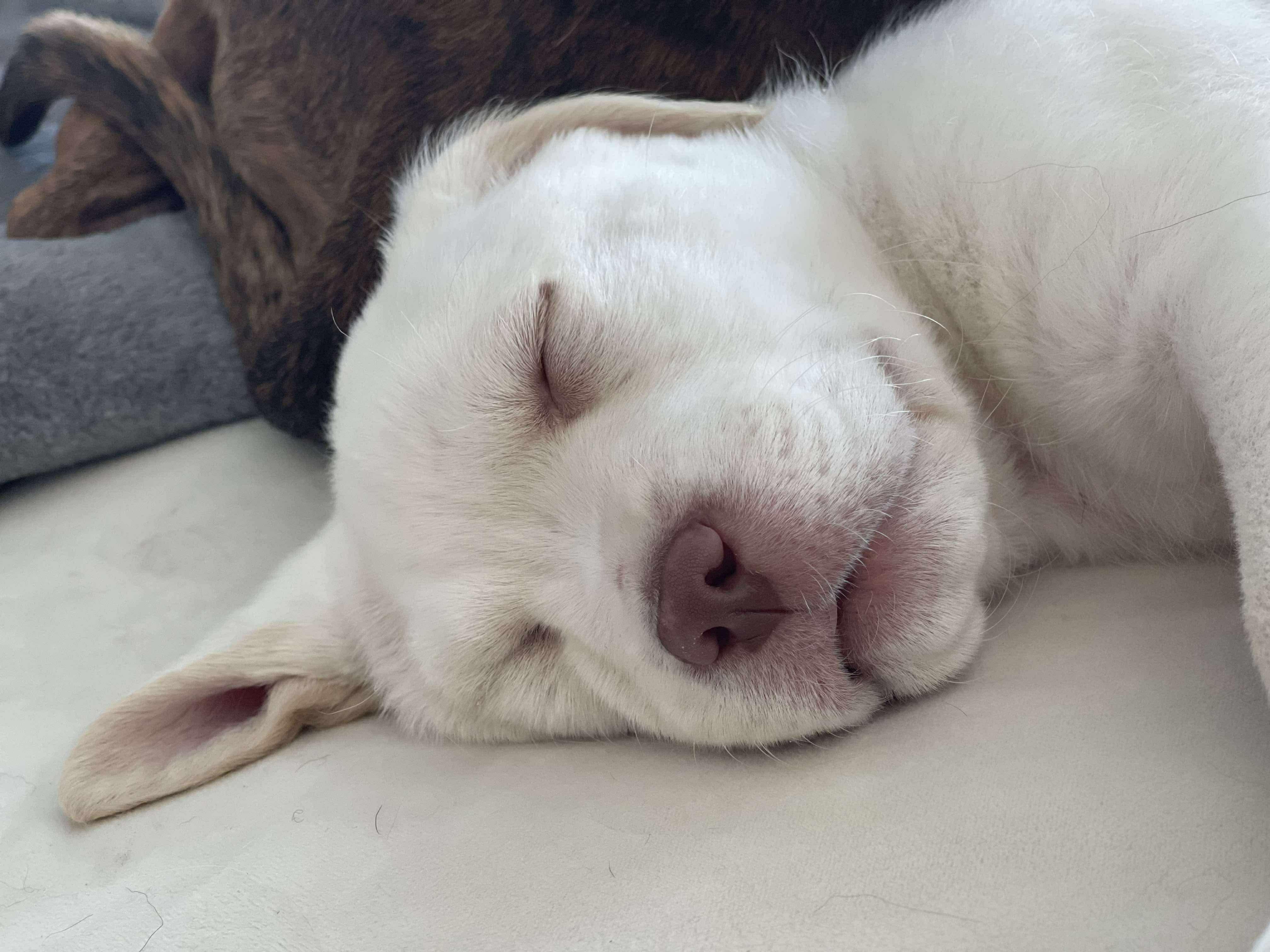 Lazzie Bear thumbnail 2