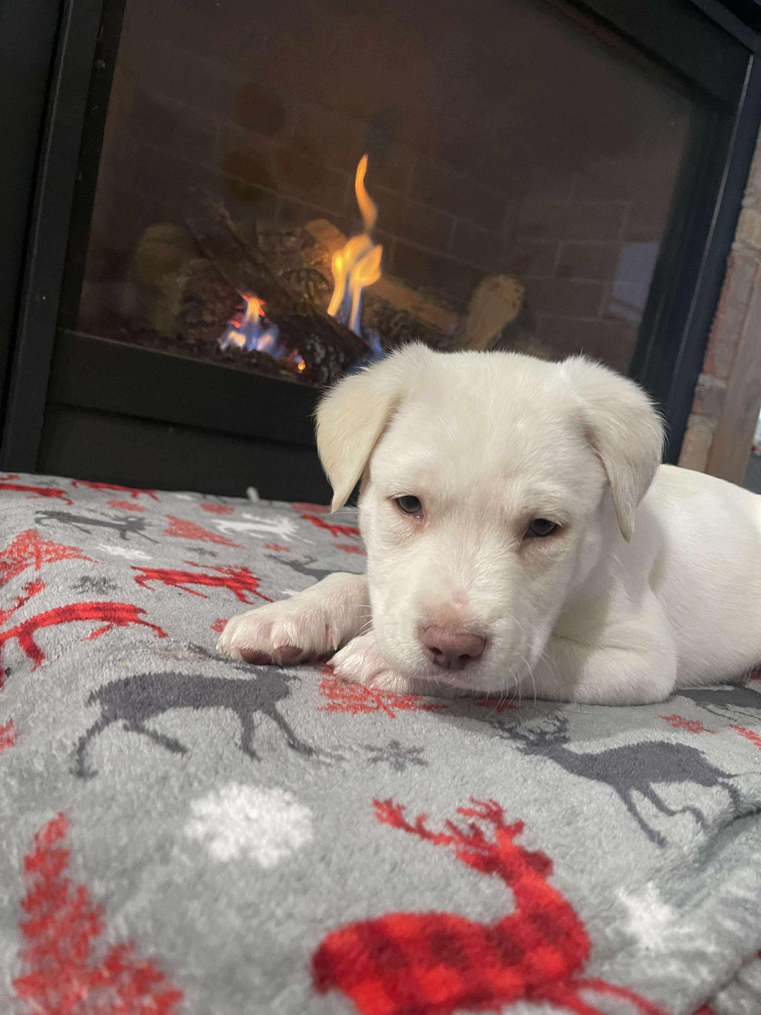 Lazzie Bear thumbnail 3