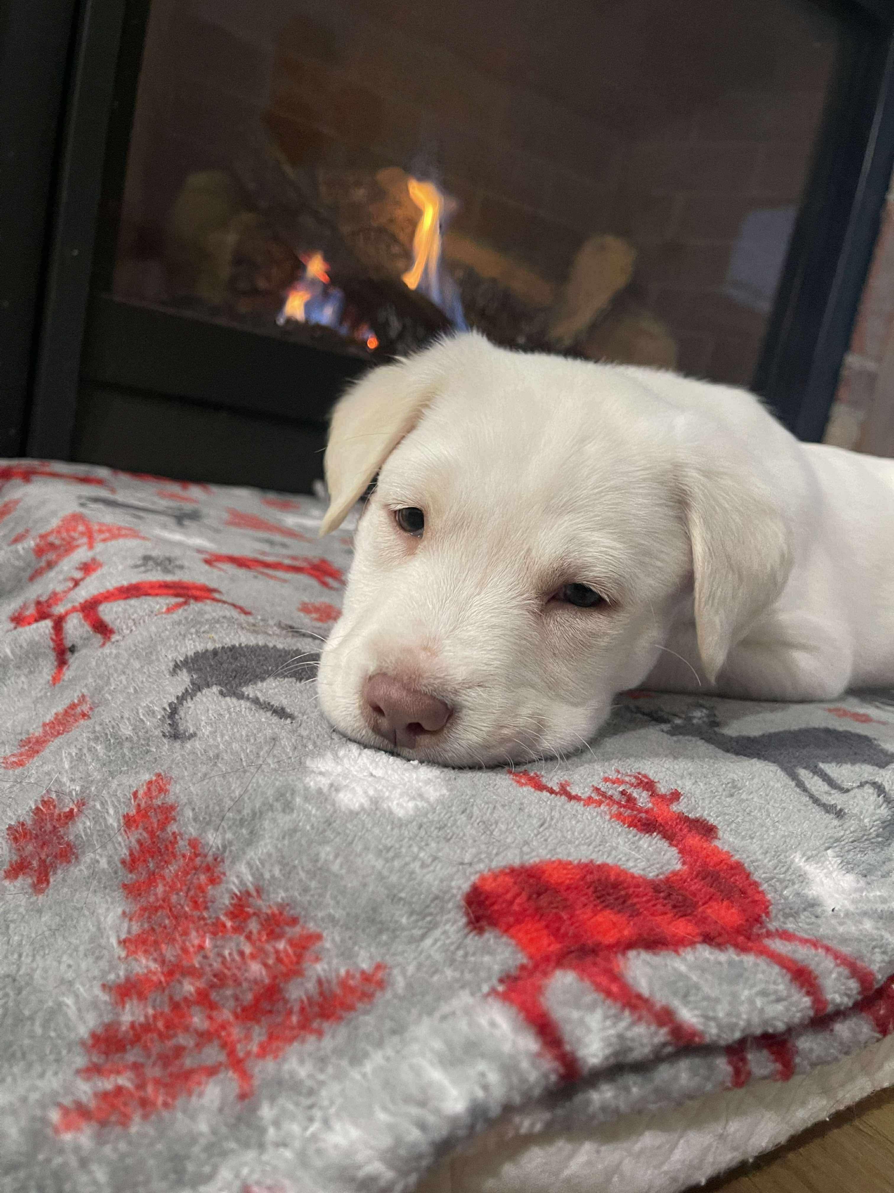 Lazzie Bear thumbnail 5