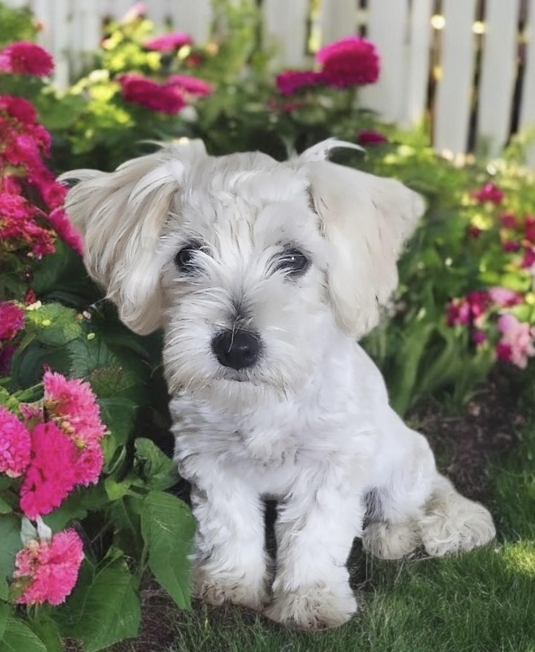 Duke Miniature Schnauzer Dog