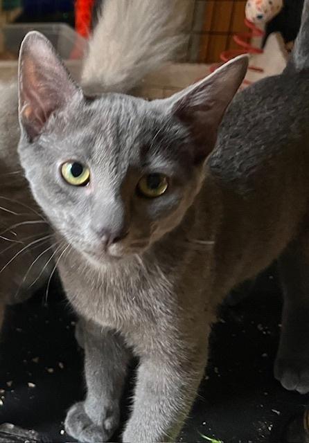 Enlarge Itty Bitty, a Adoptable Domestic Short Hair in Stafford, VA image 3/4