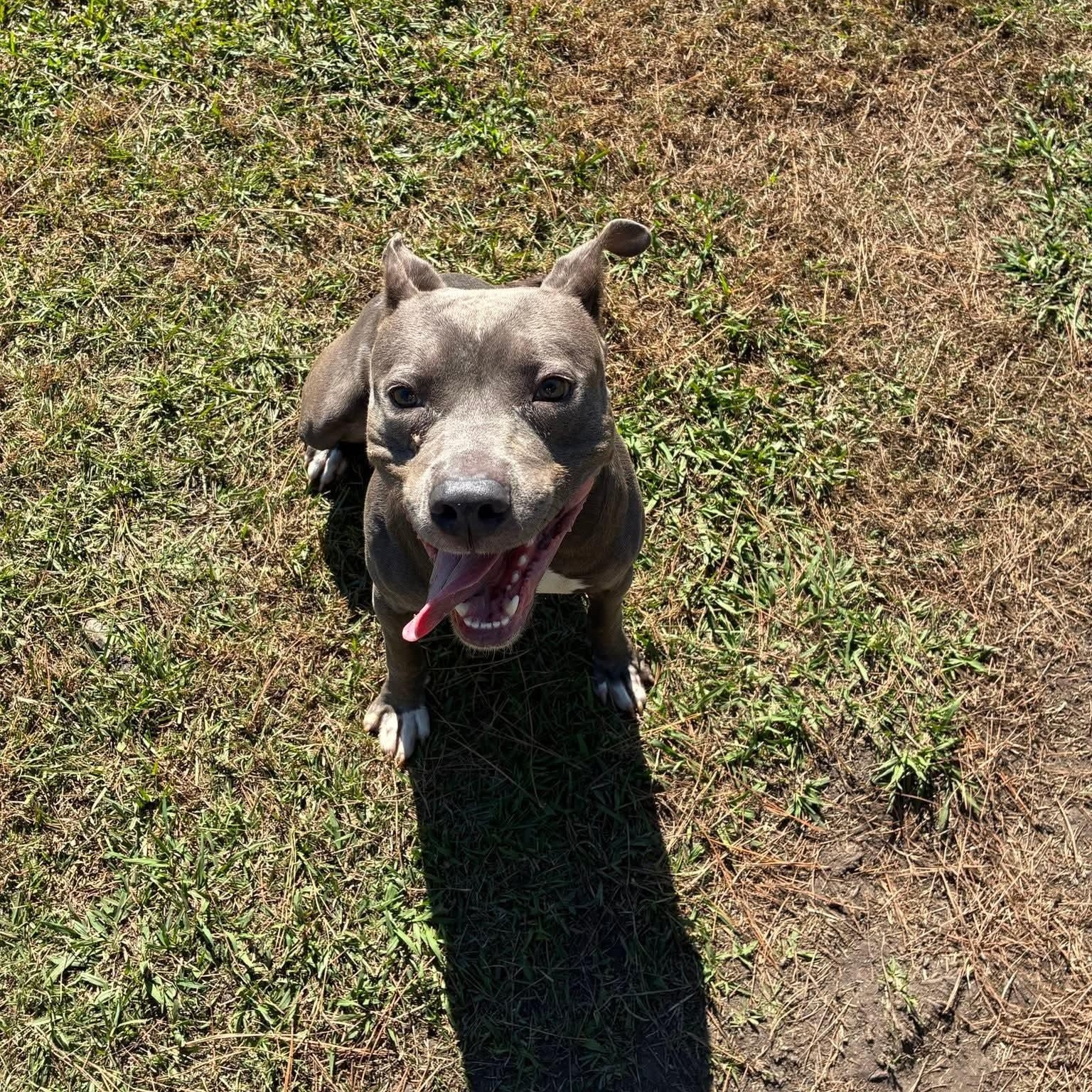 Ash - in foster home