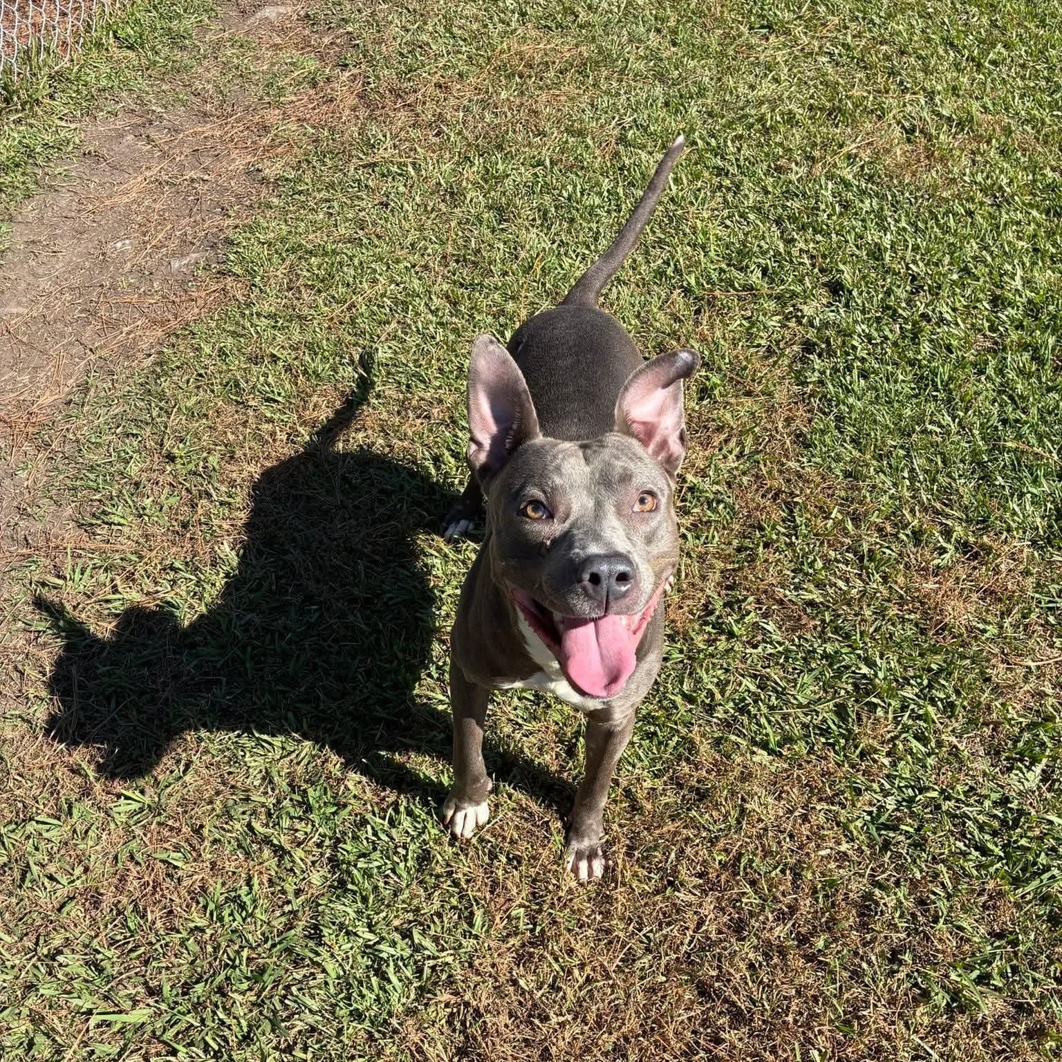 Ash - in foster home