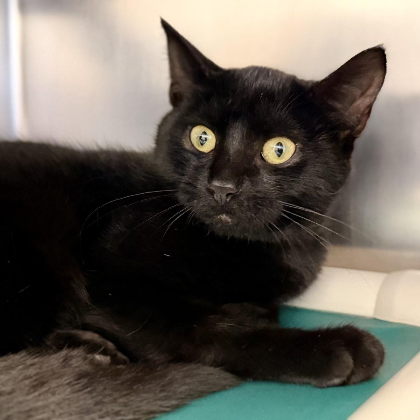 Enlarge Portia, a Adopted Domestic Short Hair in Manahawkin, NJ image 2/2