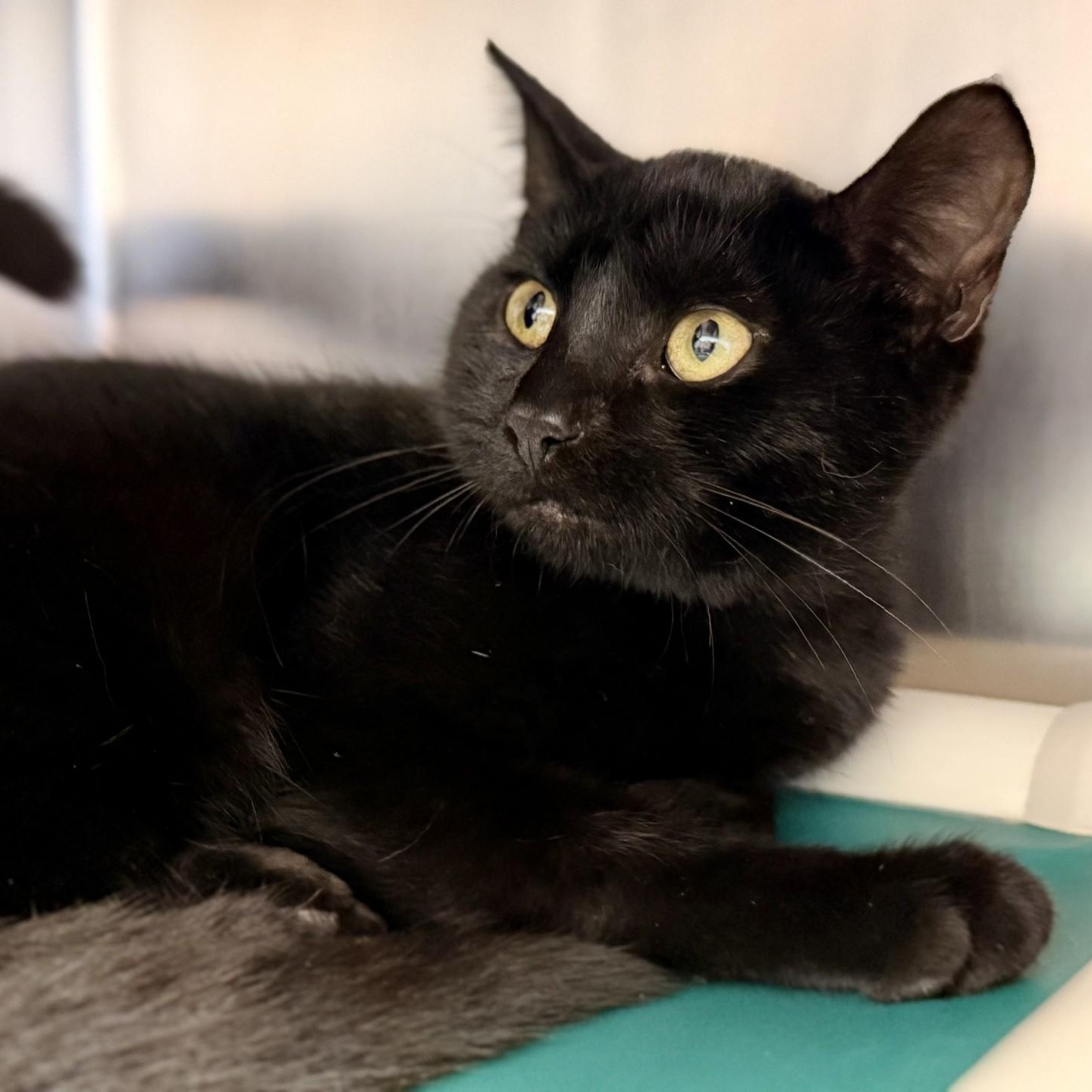 Portia, Adopted, Kitten Female Domestic Short Hair.