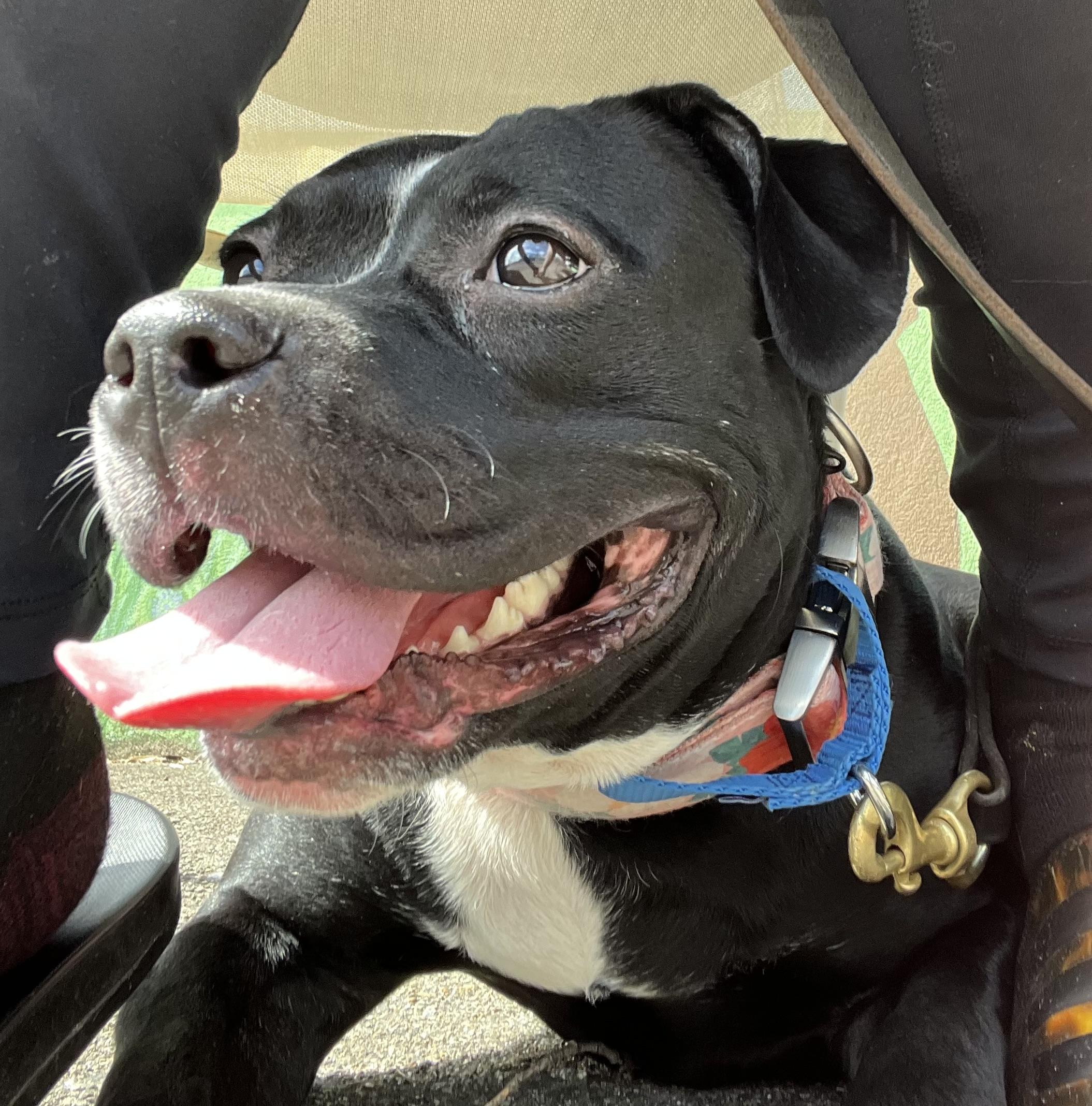 Enlarge Luna S., an adopted mixed breed in Mendham, NJ image 2/3