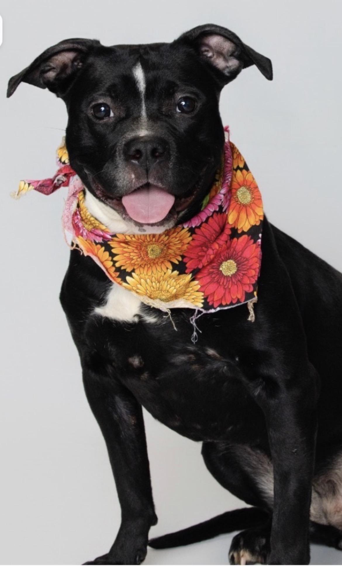 Enlarge Luna S., an adopted mixed breed in Mendham, NJ image 1/3