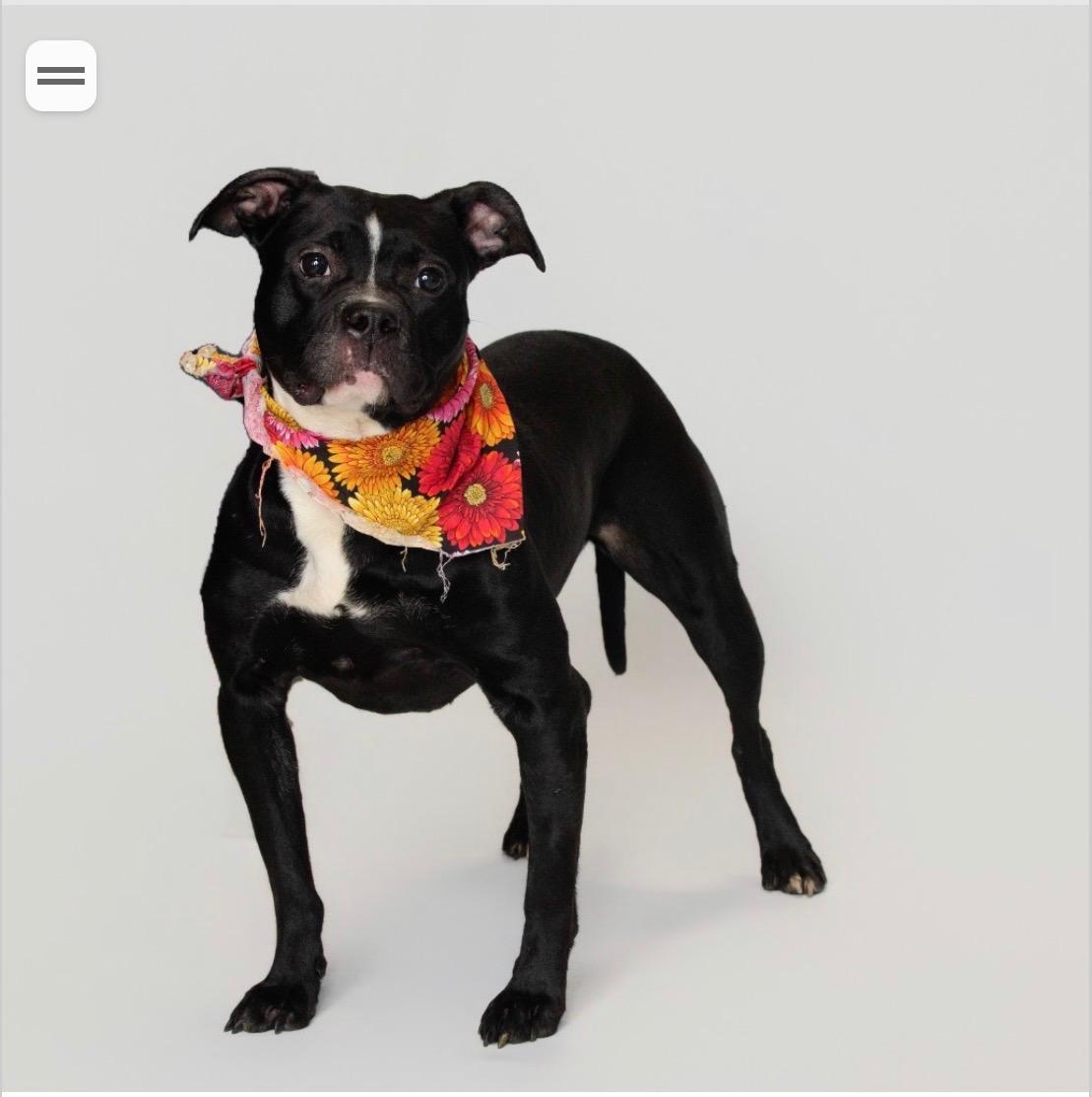 Enlarge Luna S., an adopted mixed breed in Mendham, NJ image 3/3