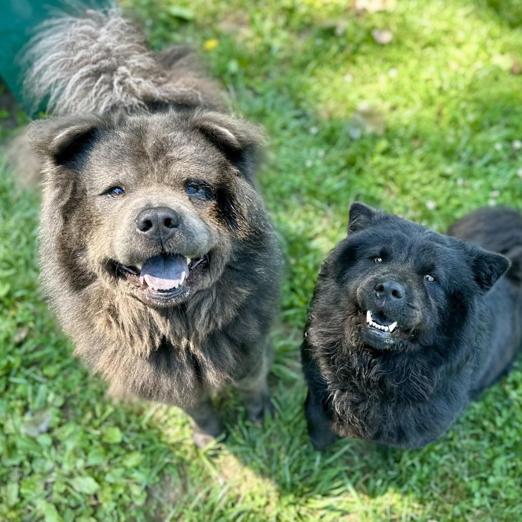 Enlarge Kuma, a Adoptable Chow Chow in Warrensburg, MO image 1/6