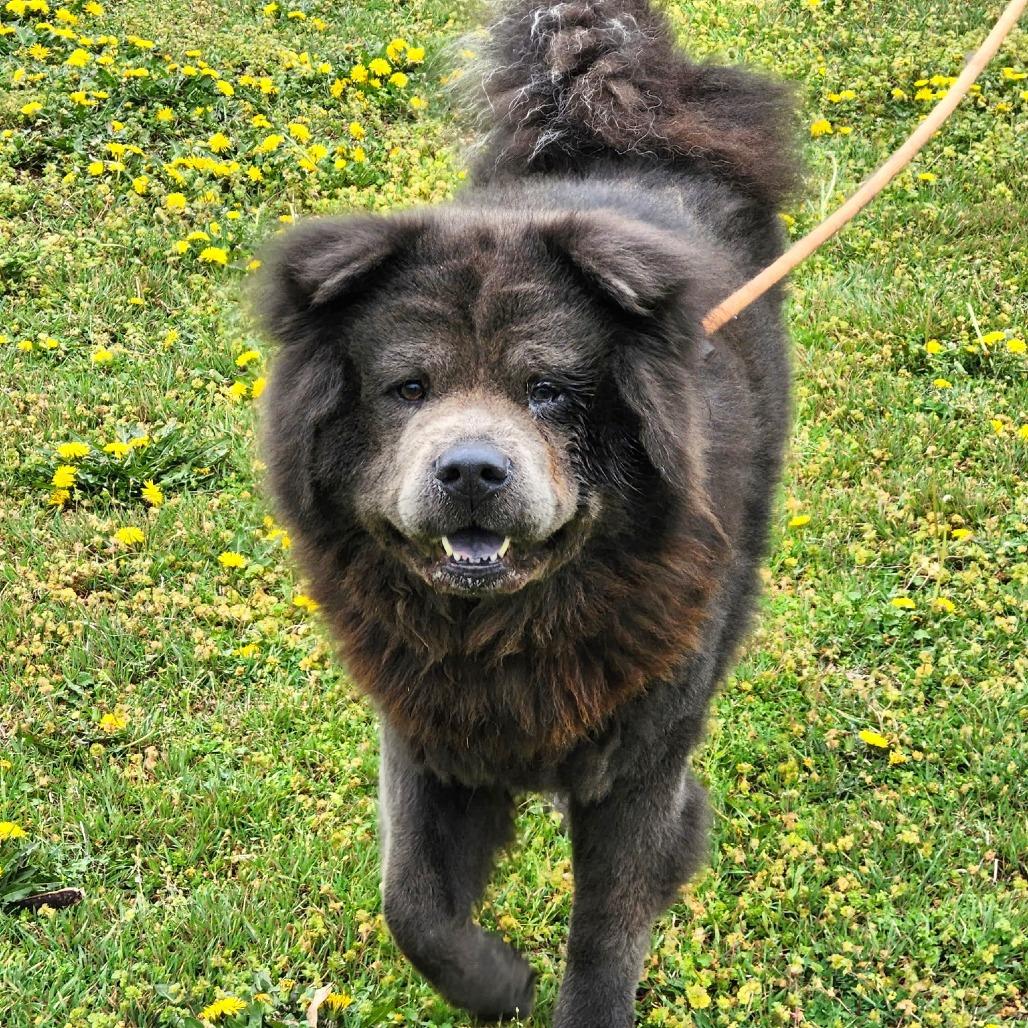 Kuma, Adoptable, Adult Male Chow Chow.