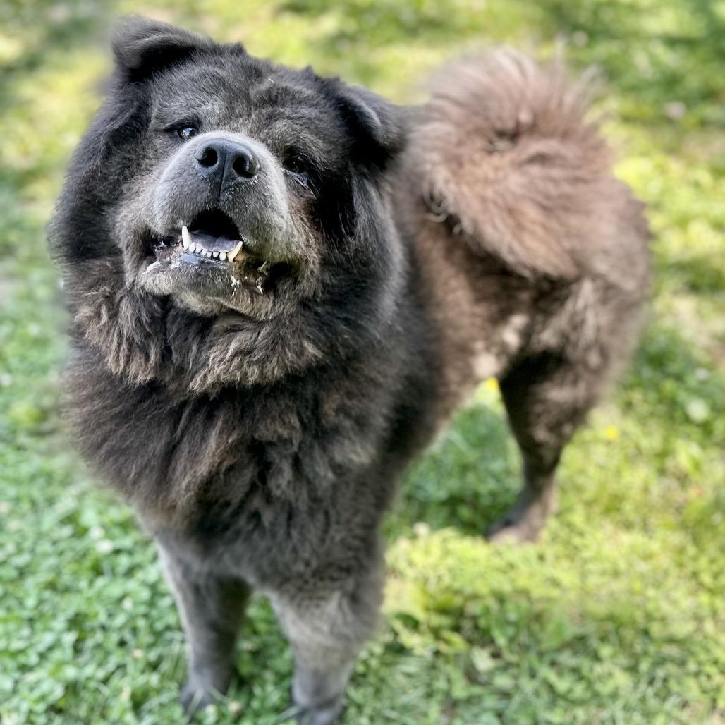 Enlarge Kuma, a Adoptable Chow Chow in Warrensburg, MO image 3/6