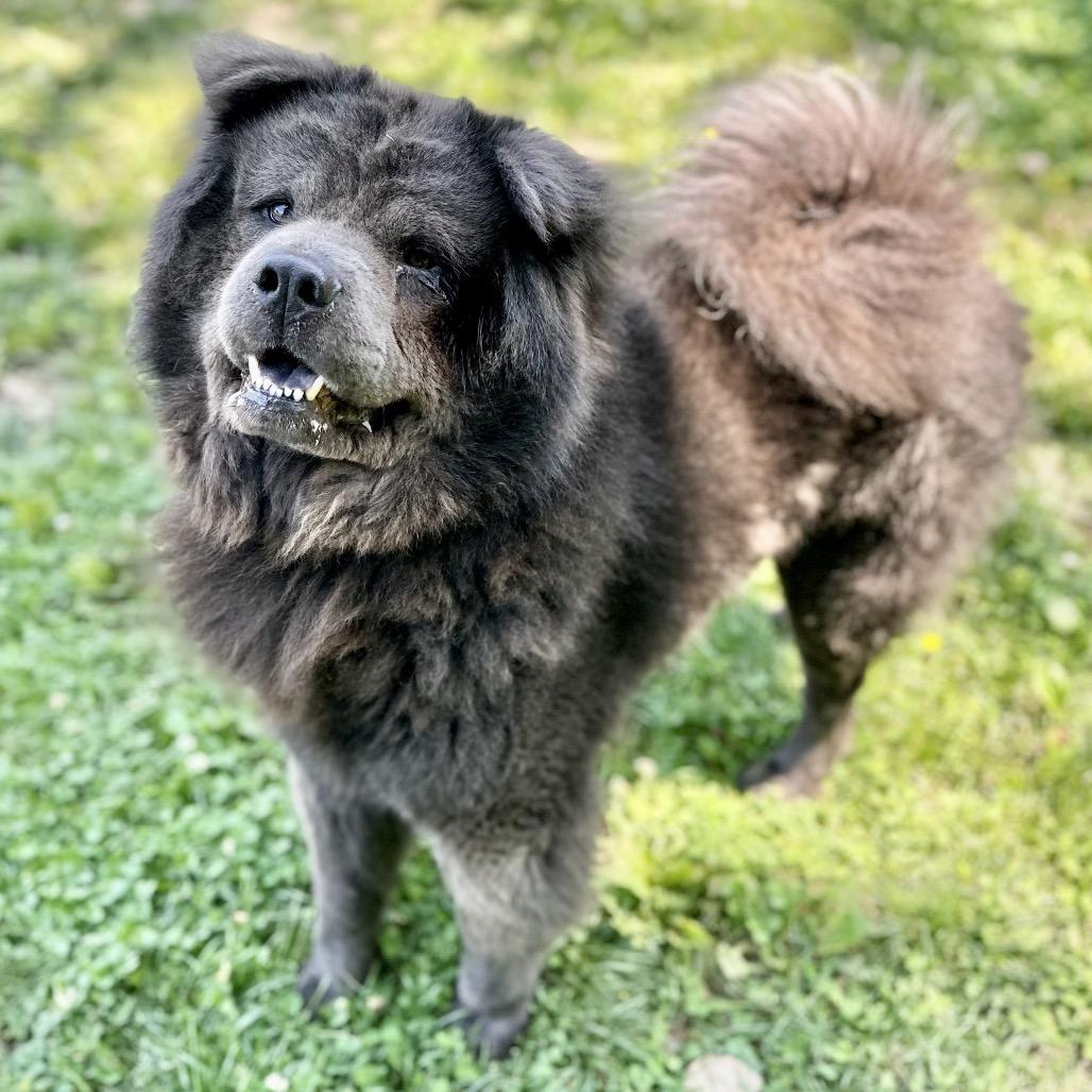 Enlarge Kuma, a Adoptable Chow Chow in Warrensburg, MO image 4/6