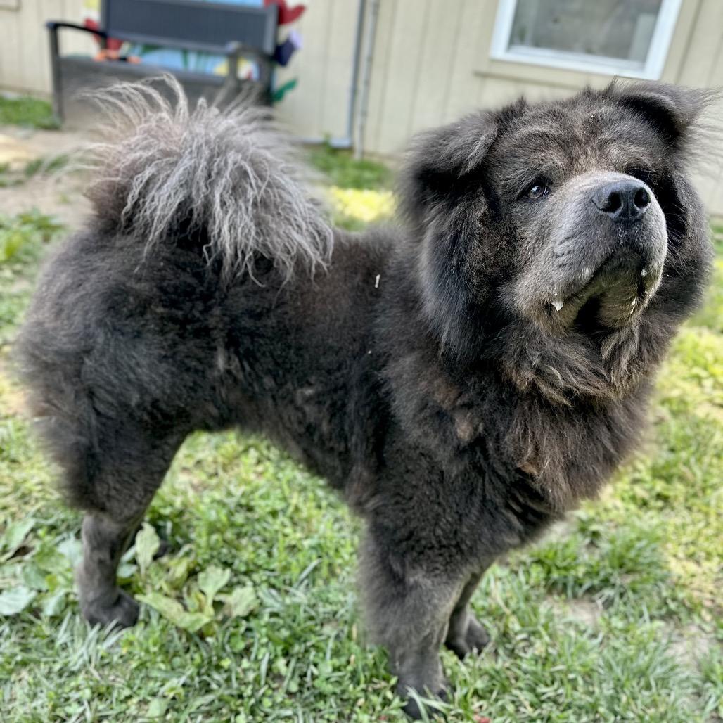 Enlarge Kuma, a Adoptable Chow Chow in Warrensburg, MO image 5/6
