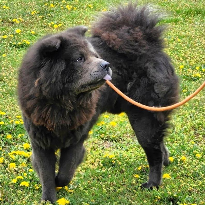 Kuma, a Adoptable Chow Chow in Warrensburg, MO image 2/2