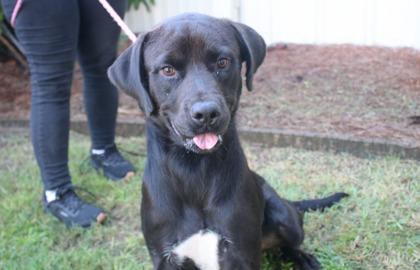 Dual Claw, Adoptable, Adult Male Rottweiler & Mixed Breed.