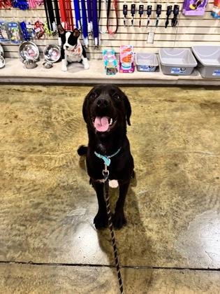Enlarge Dual Claw, a Adoptable mixed breed in Brunswick, GA image 2/2