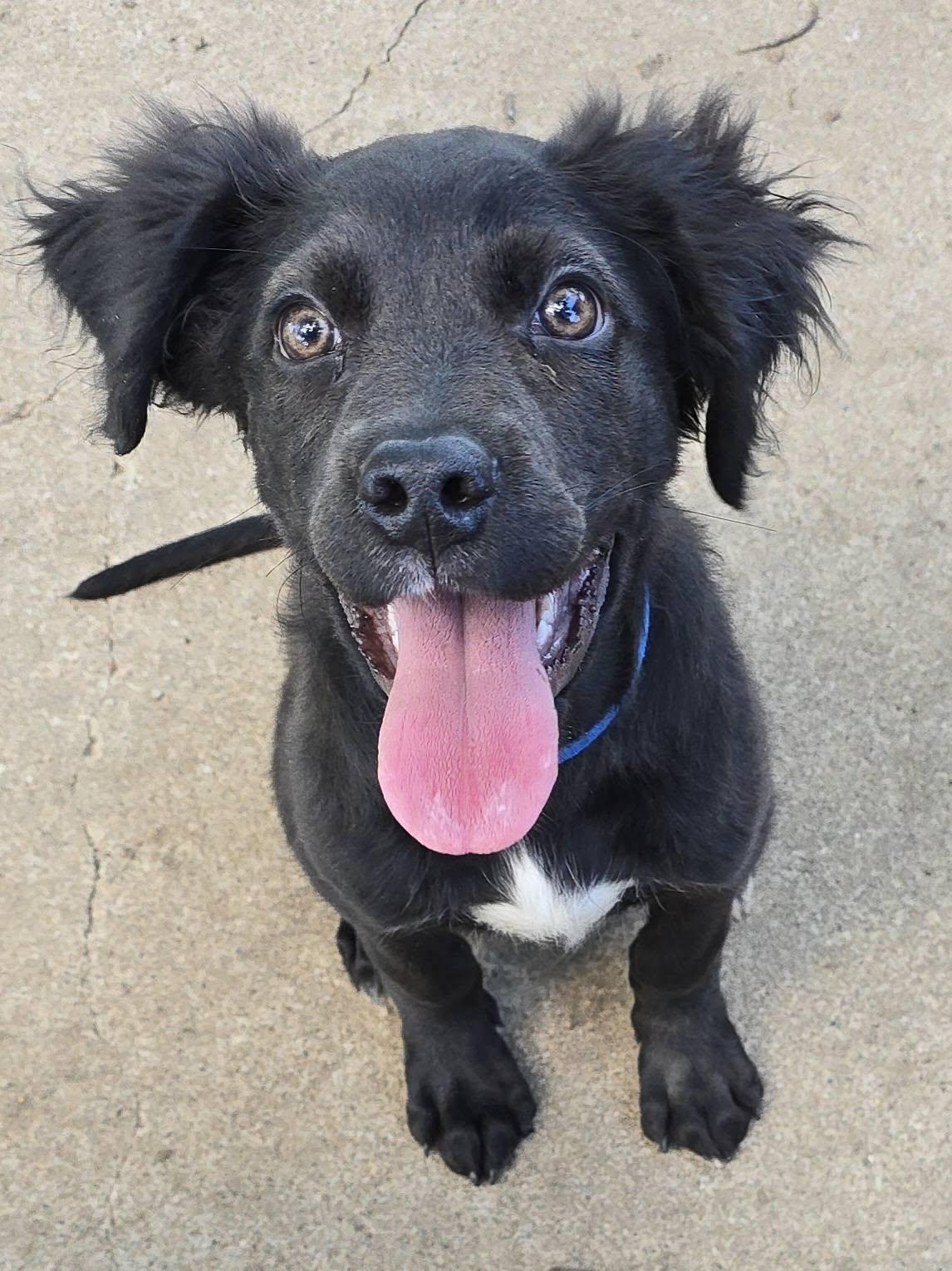 Lewis, Adopted, Puppy Male Spaniel.