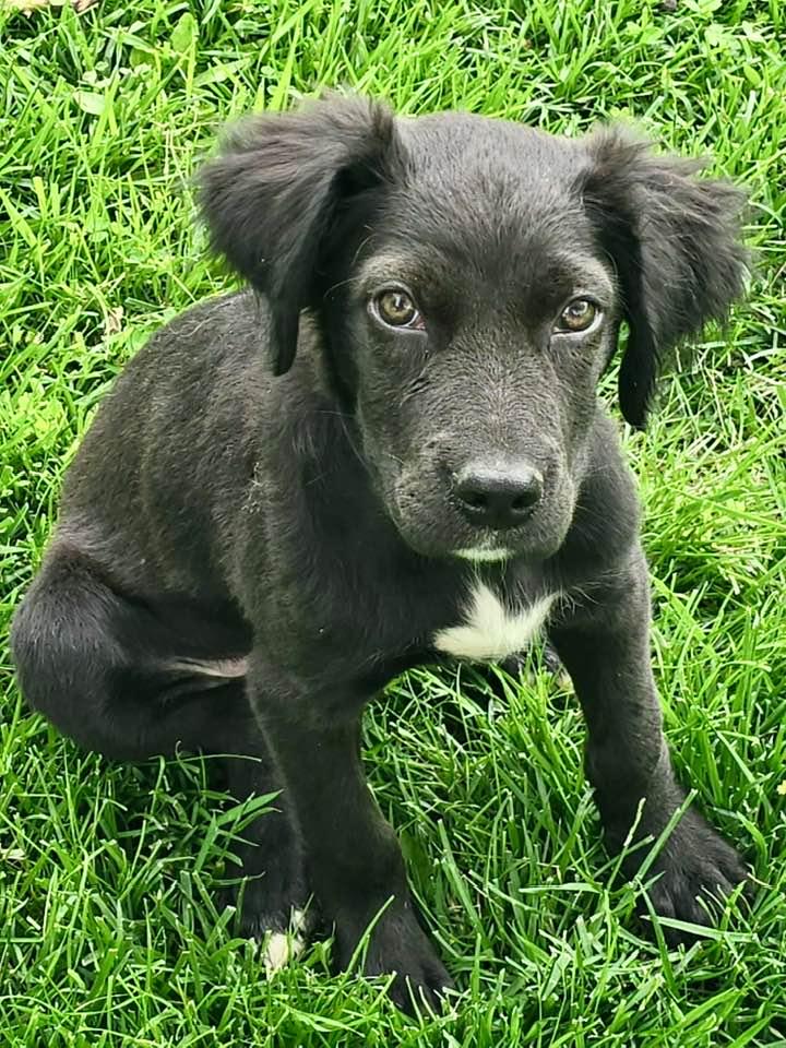 Lewis, a Adopted Spaniel in Lee's Summit, MO image 2/3