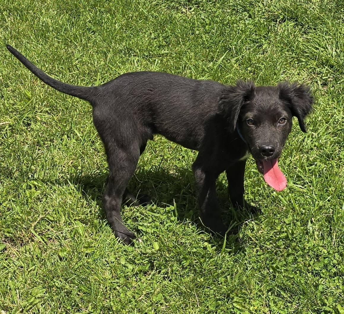 Lewis, a Adopted Spaniel in Lee's Summit, MO image 3/3