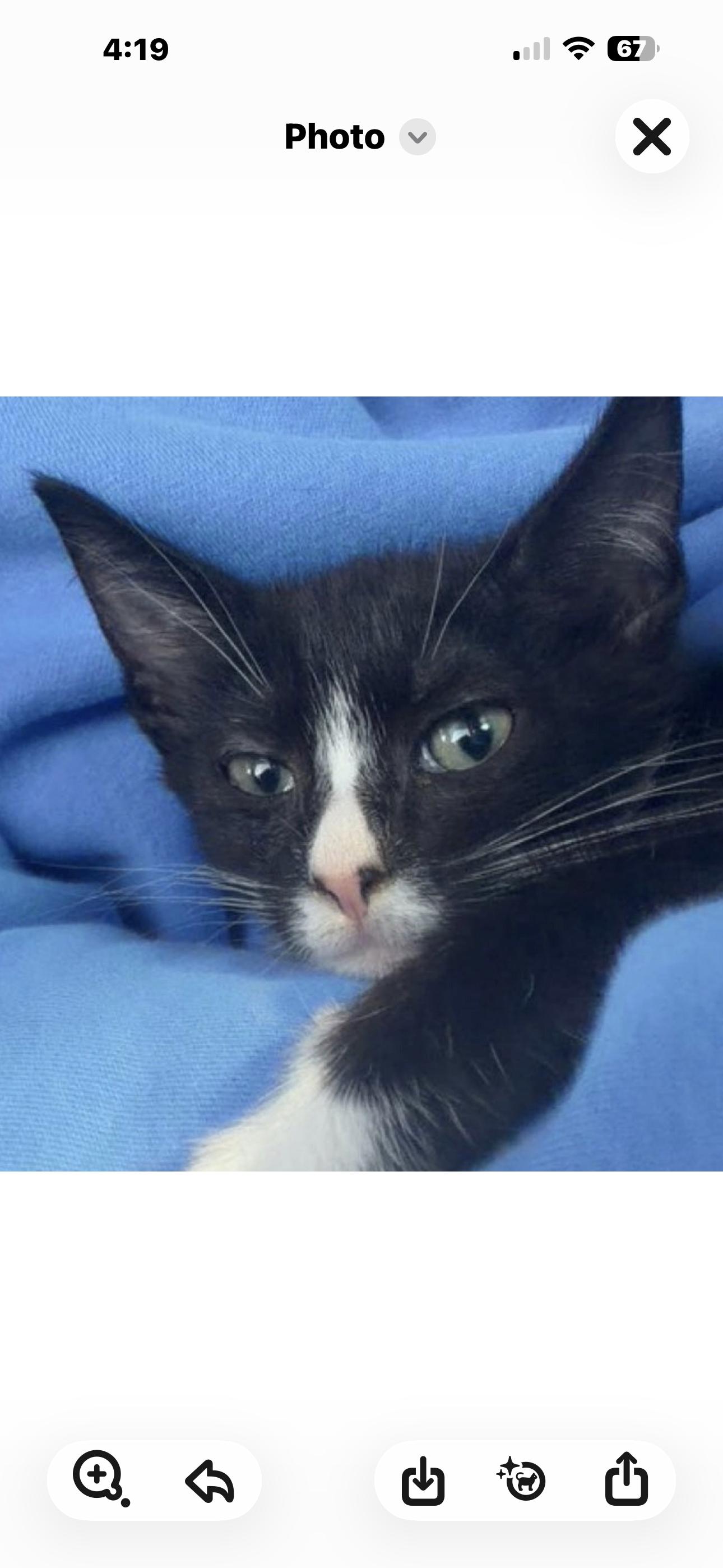 Enlarge Peanut, a Adopted Domestic Short Hair in Sneads Ferry, NC image 1/1