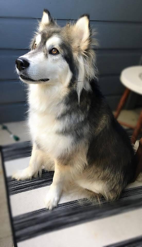 Theo, a Adoptable Siberian Husky in Carrollton, TX image 1/3