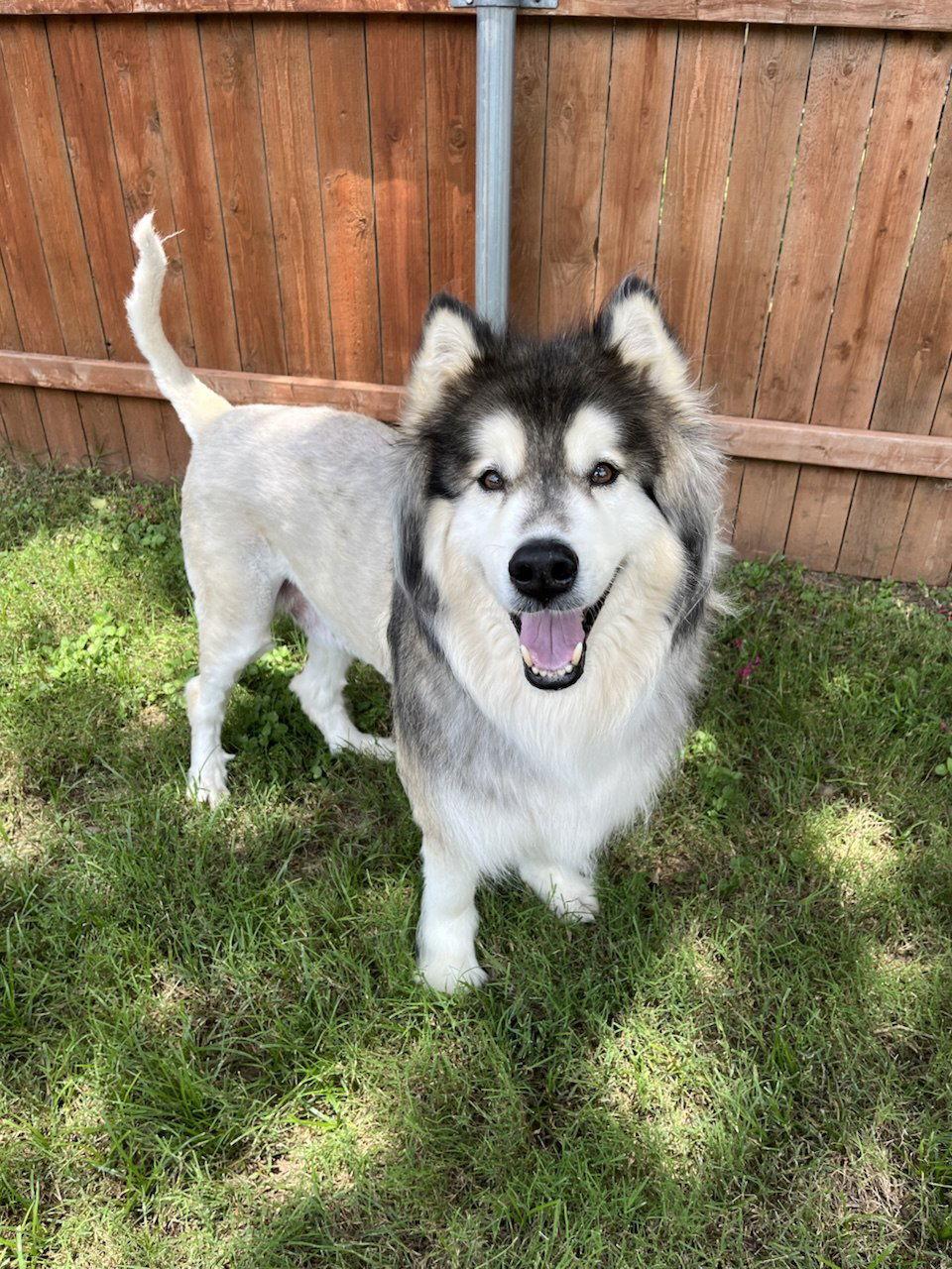 Enlarge Theo, a Adoptable Siberian Husky in Carrollton, TX image 1/1