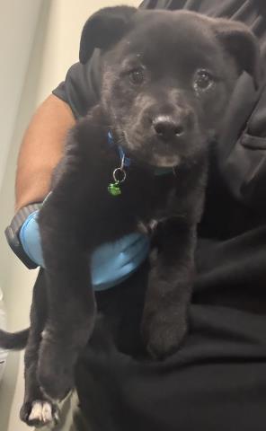 Enlarge Kid , a ADOPTABLE mixed breed in Thousand Oaks, CA image 1/1