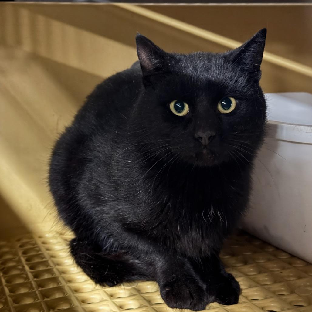 Enlarge Feral, Black, 25-87 TNR 369, a Adoptable Domestic Short Hair in Bottineau, ND image 1/1