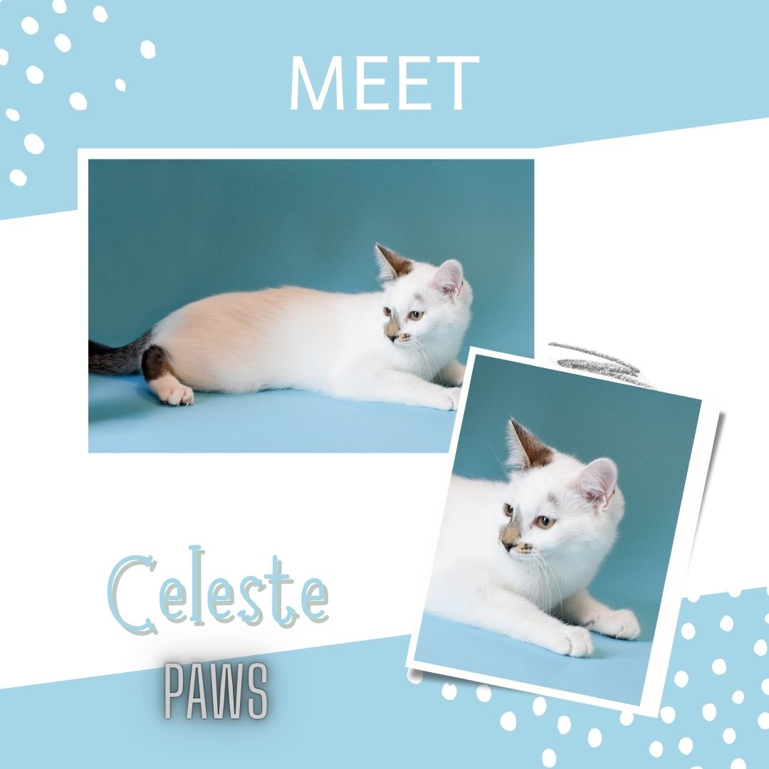 Celeste, a Adoptable Domestic Short Hair in Jefferson, IA image 1/3