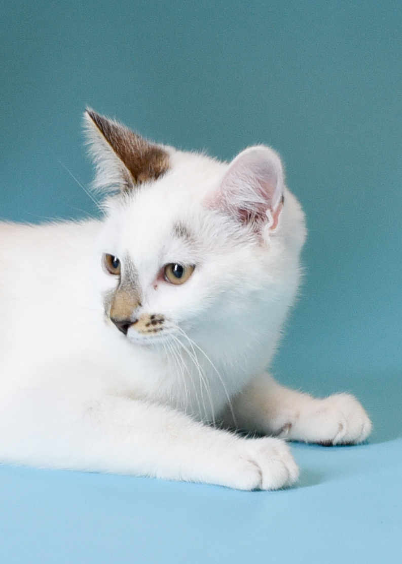 Celeste, a Adoptable Domestic Short Hair in Jefferson, IA image 2/3