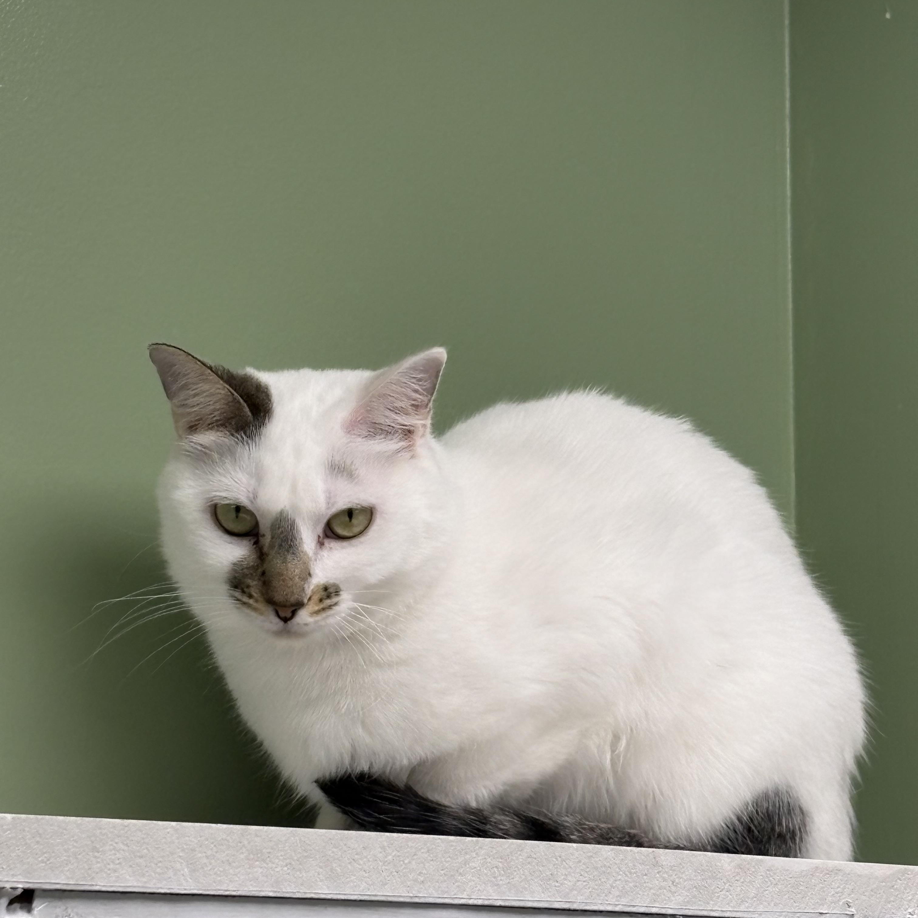 Celeste, adoptable, Young Female Domestic Short Hair.