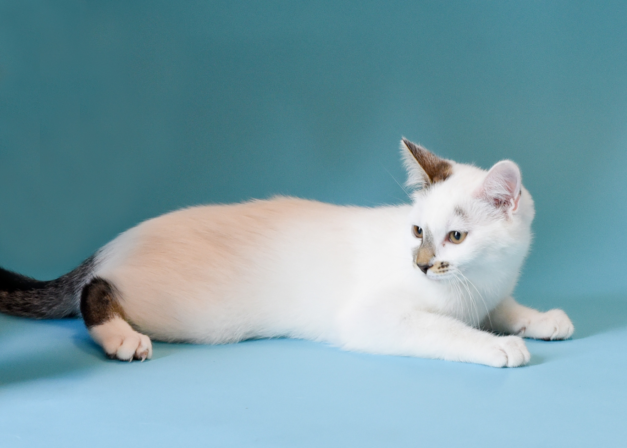 Celeste, a Adoptable Domestic Short Hair in Jefferson, IA image 3/3