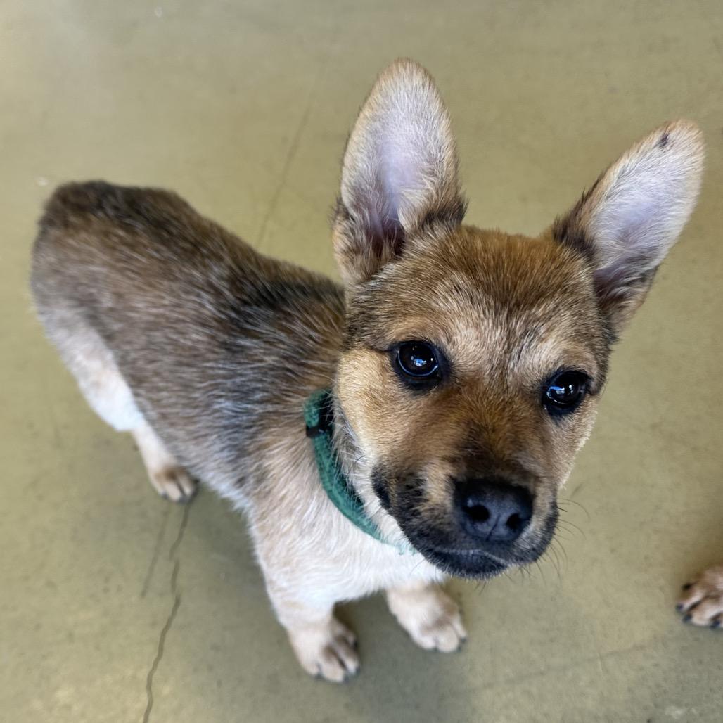 Dorothy, a Adoptable Mixed Breed image 1/3