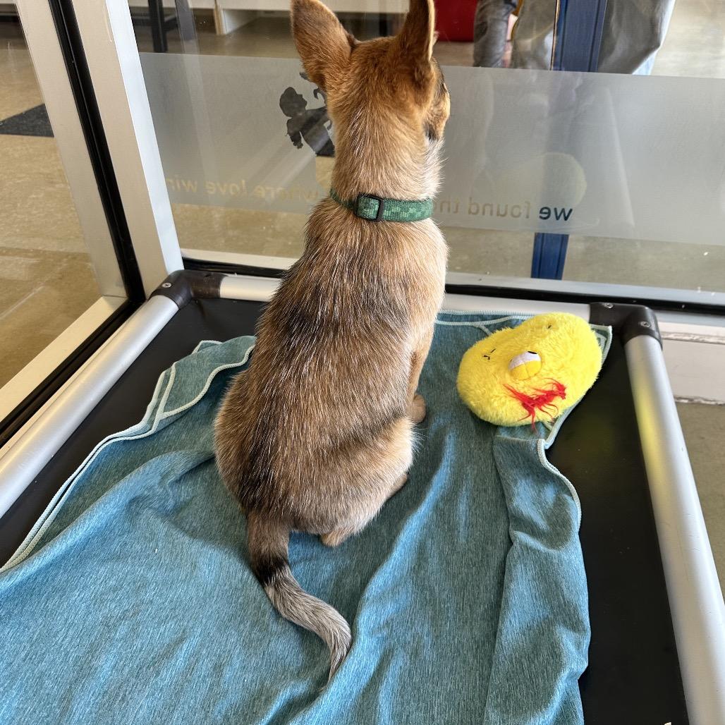 Dorothy, a Adoptable Mixed Breed image 2/3