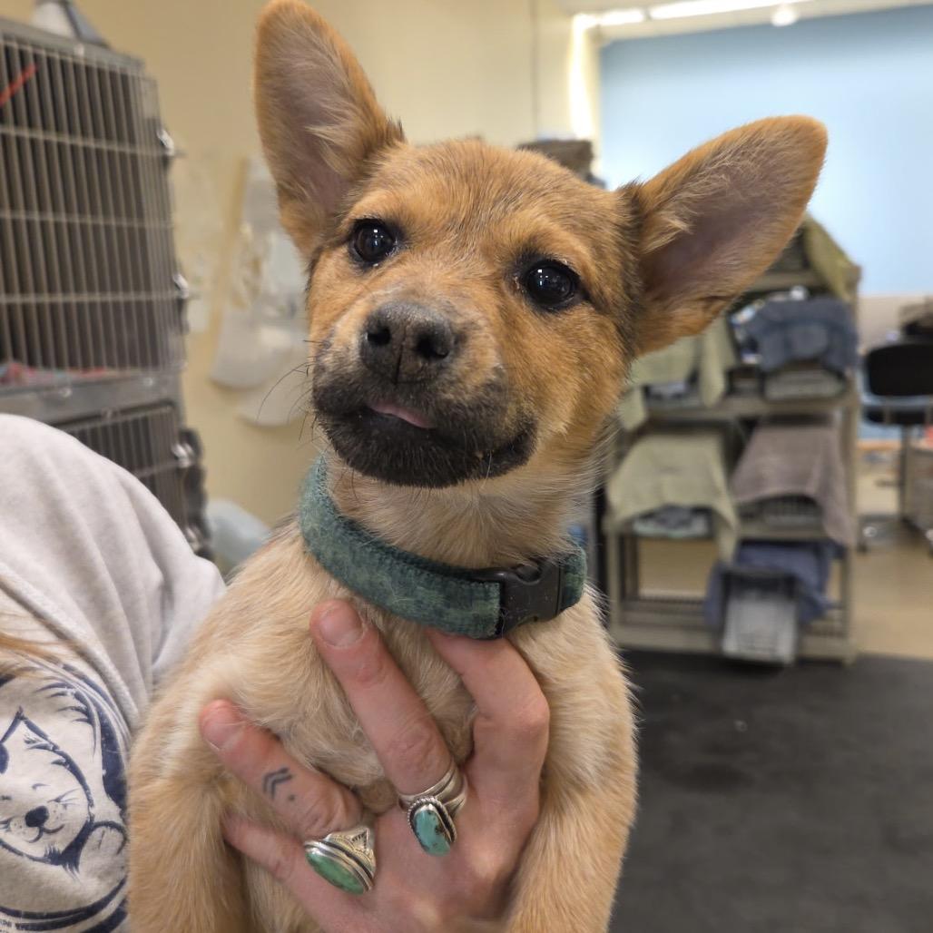 Dorothy, a Adoptable Mixed Breed image 3/3