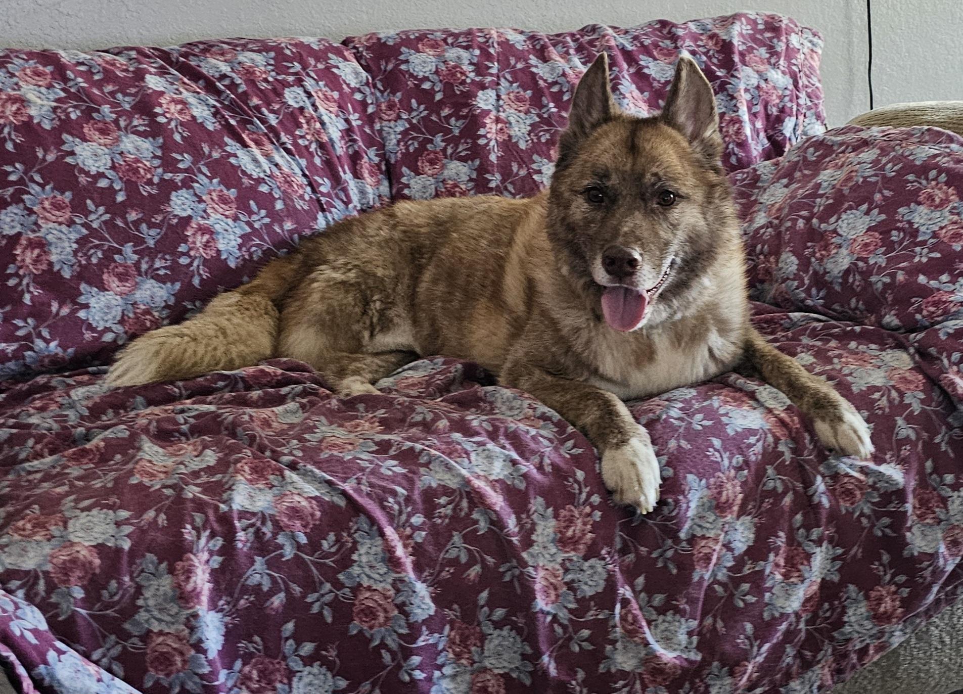 Enlarge Jesse, a Adoptable Dutch Shepherd in Wrightwood, CA image 3/3